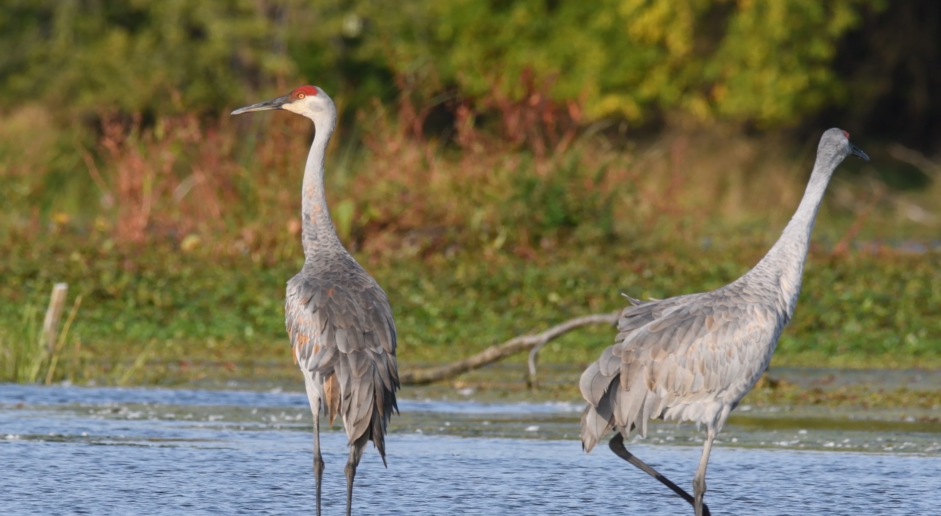 Two sandhill cranes standing in the water.