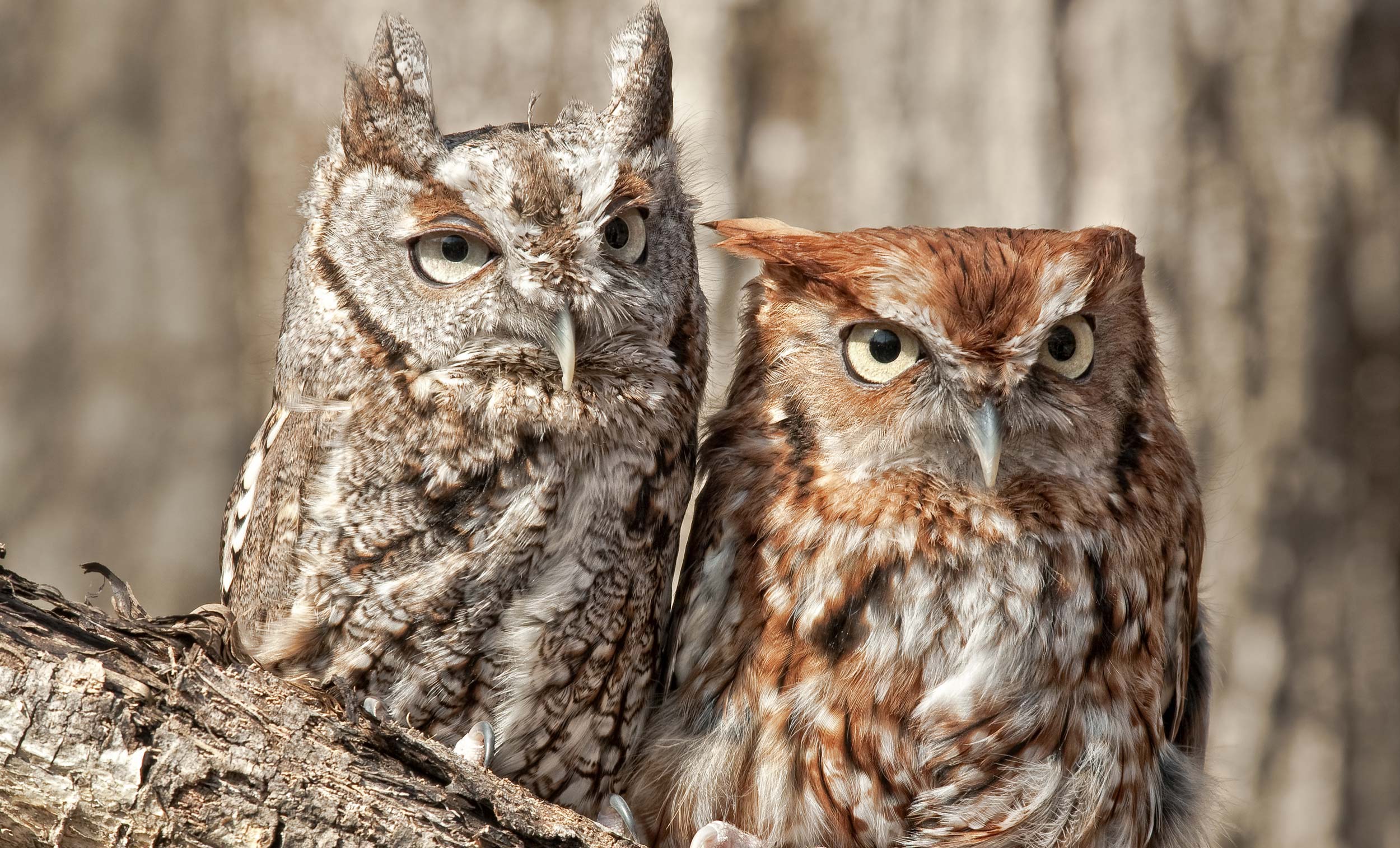 Two eastern screech owls in a tree.