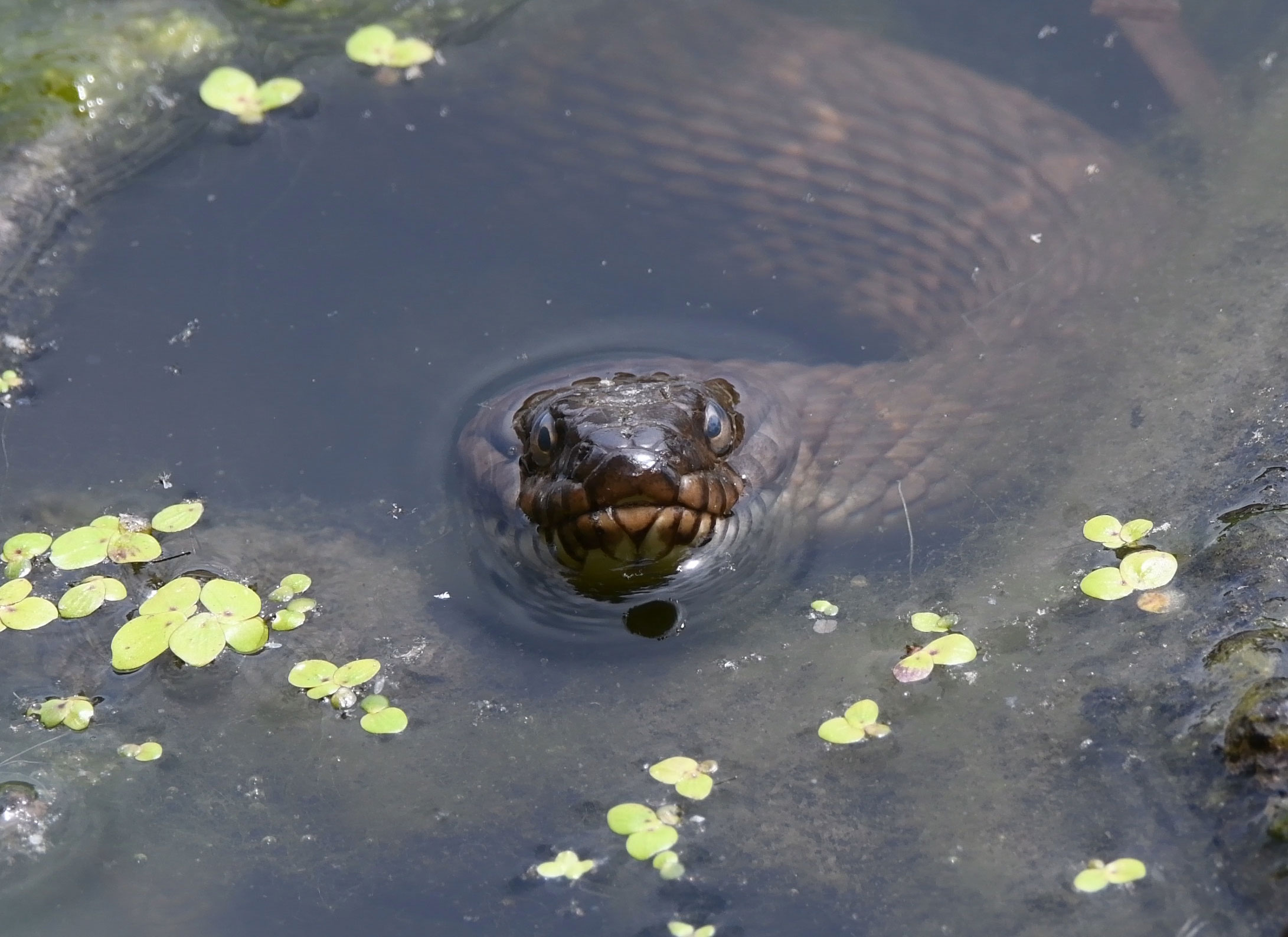 Northern water snake poking its head out of the water.