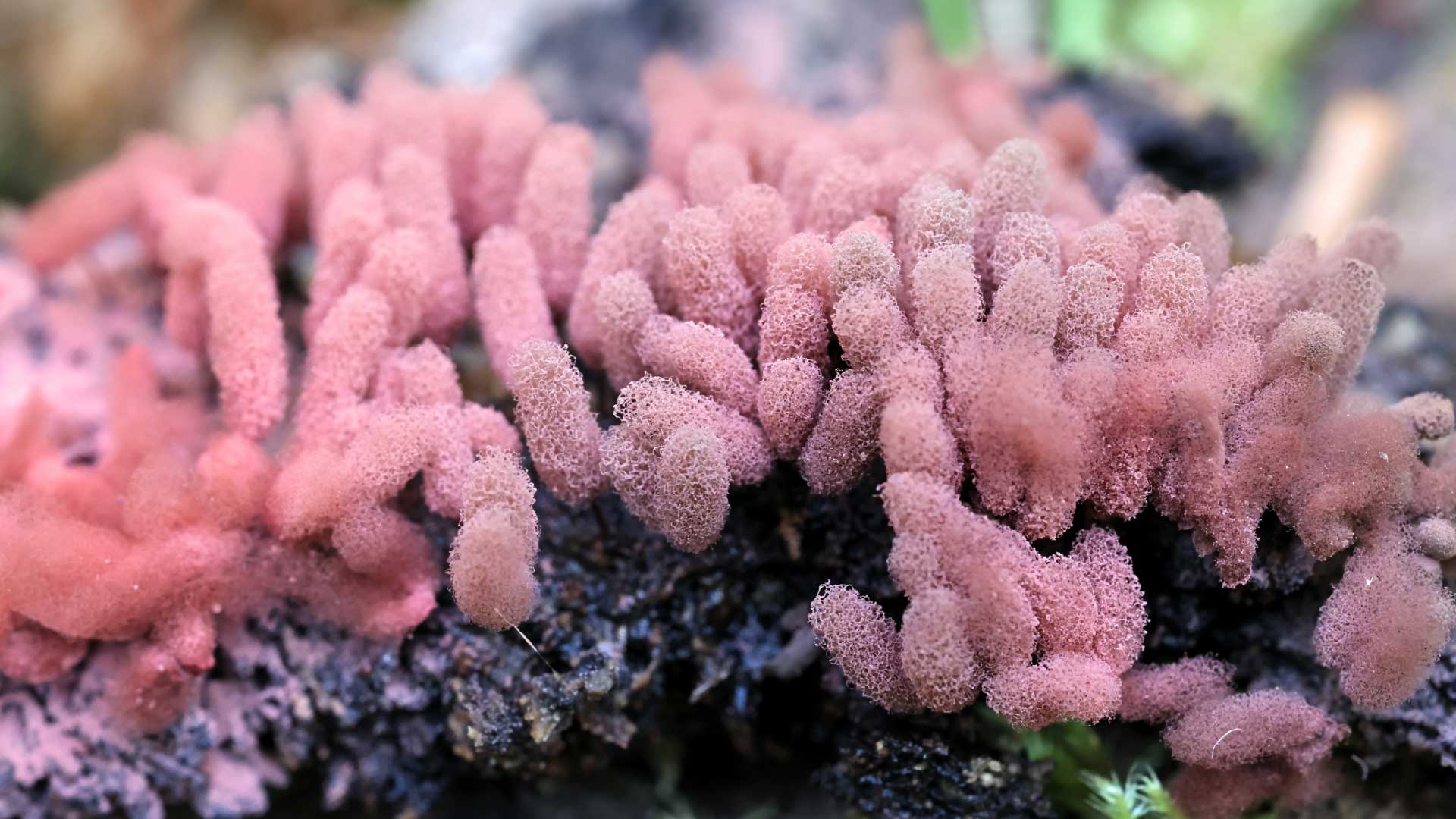 Carnival candy slime mold.