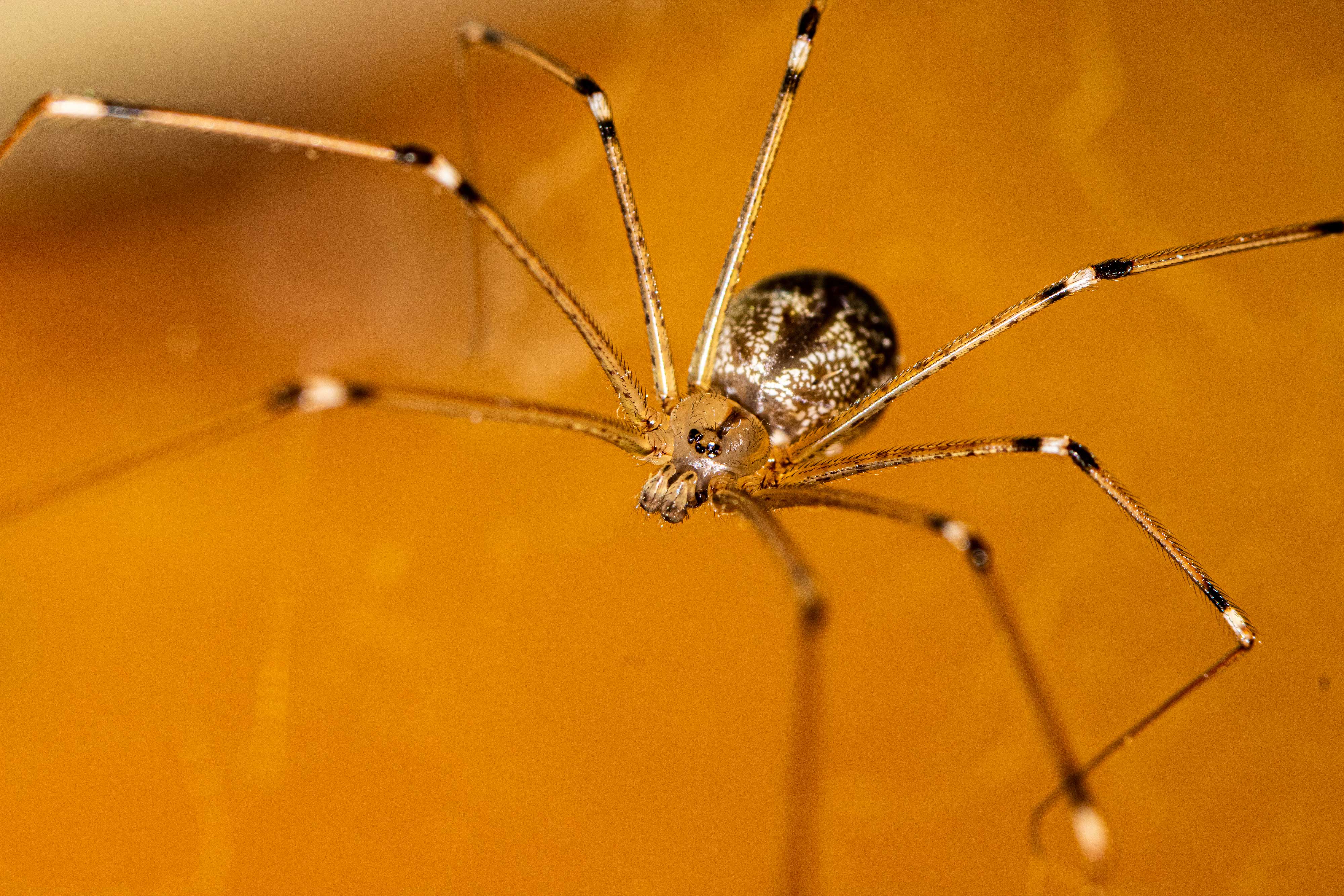 Close-up of a cellar spider.
