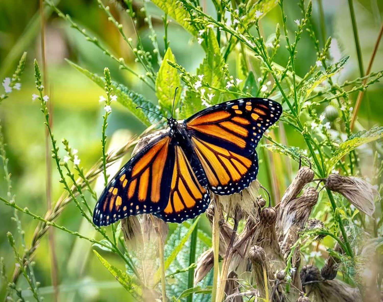 A monarch at rest on a wildflower.