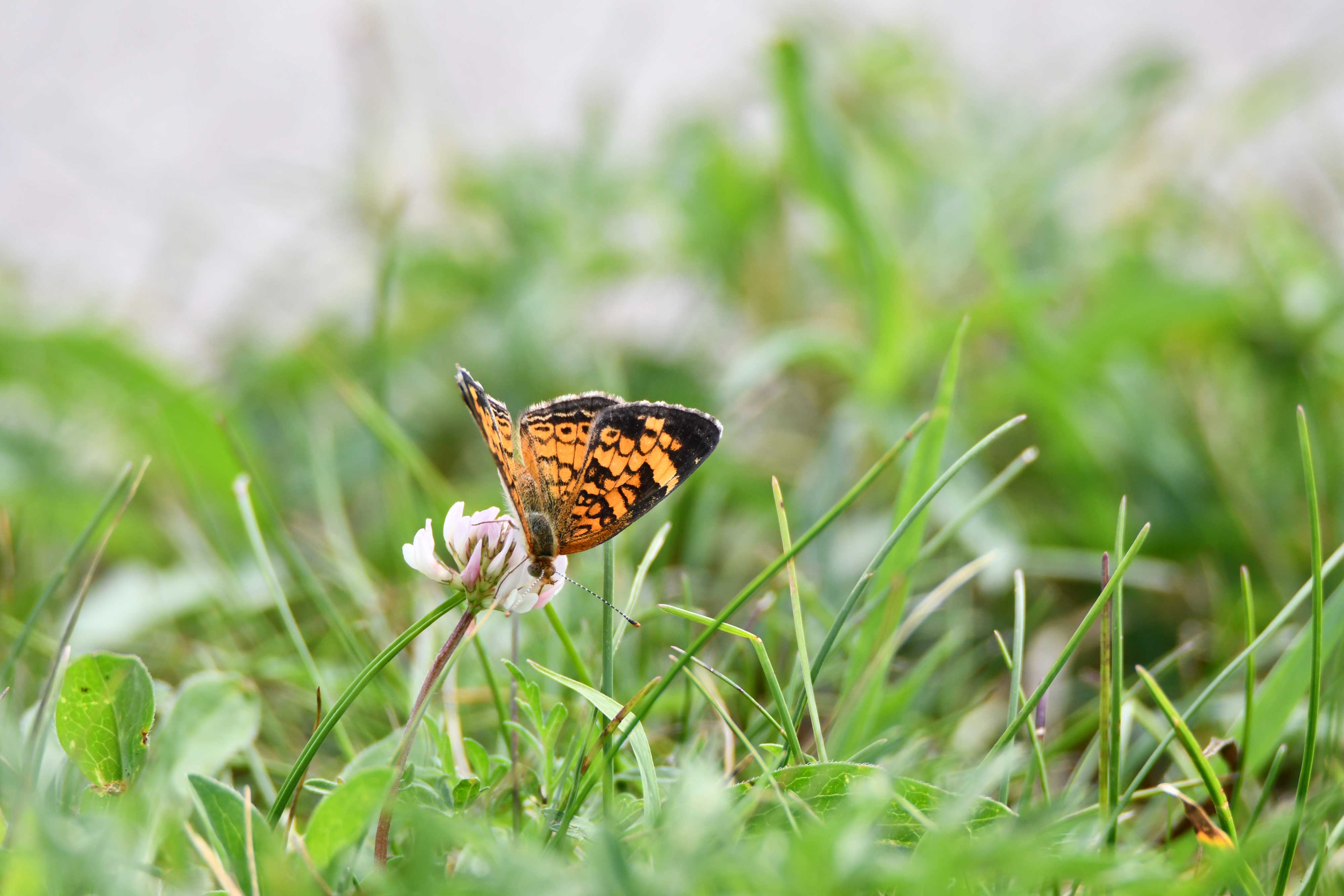 Pearl crescent butterfly in the grass