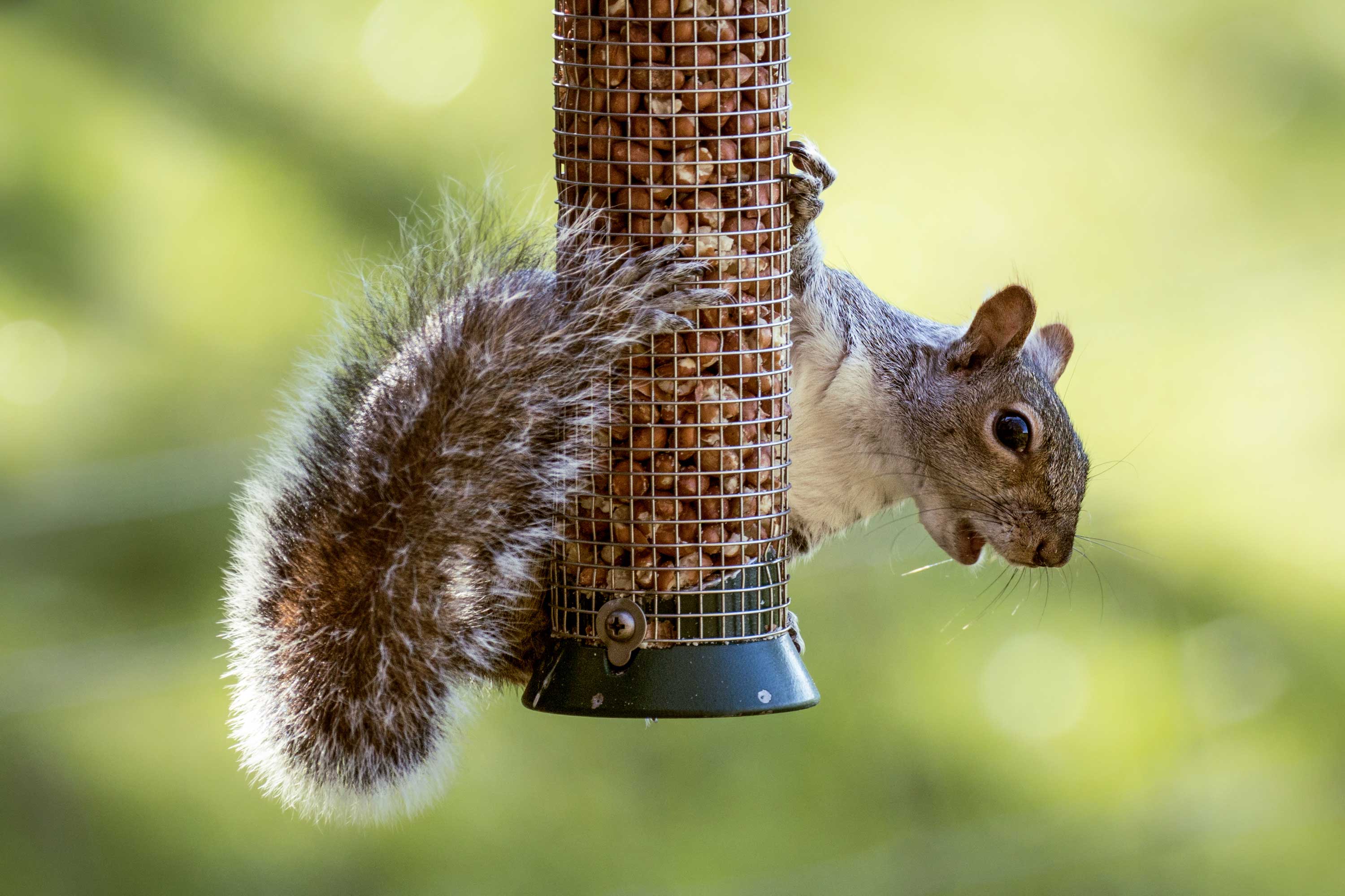 A squirrel on a bird feeder.