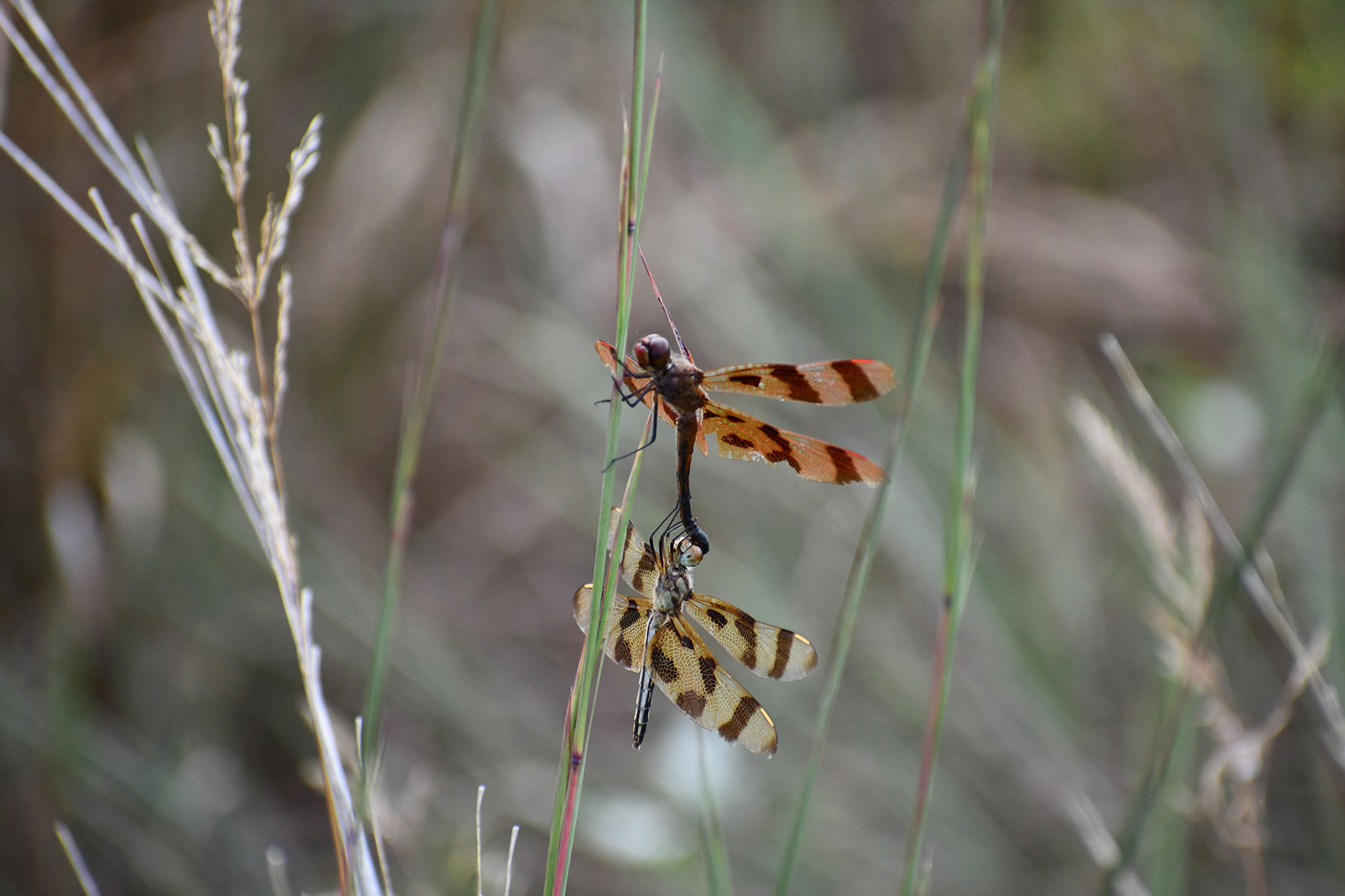 Two Halloween pennant dragonflies.