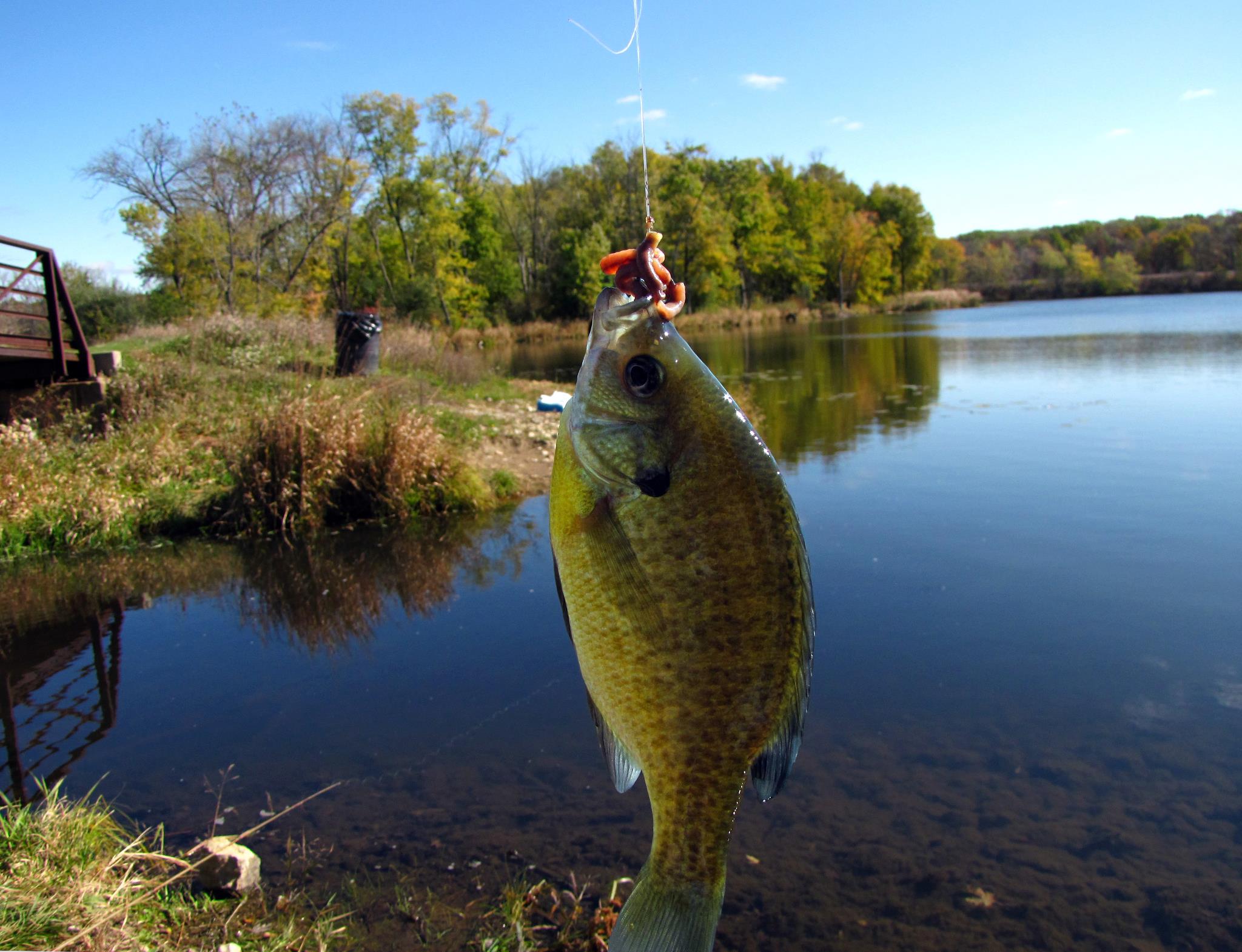 A Naturalist Goes Fishing