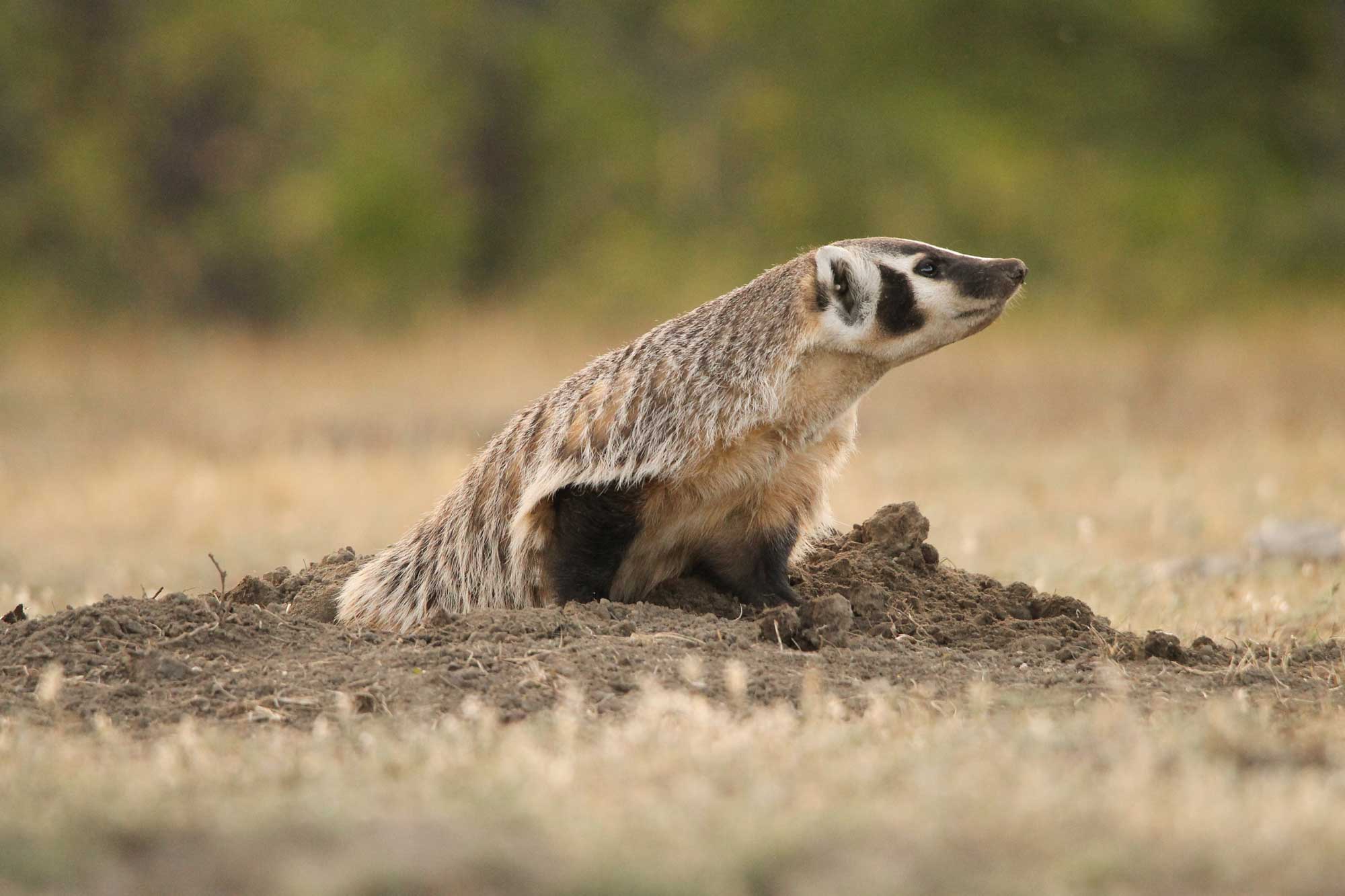 A badger peering out from a hole in the ground with dirt covering its face.