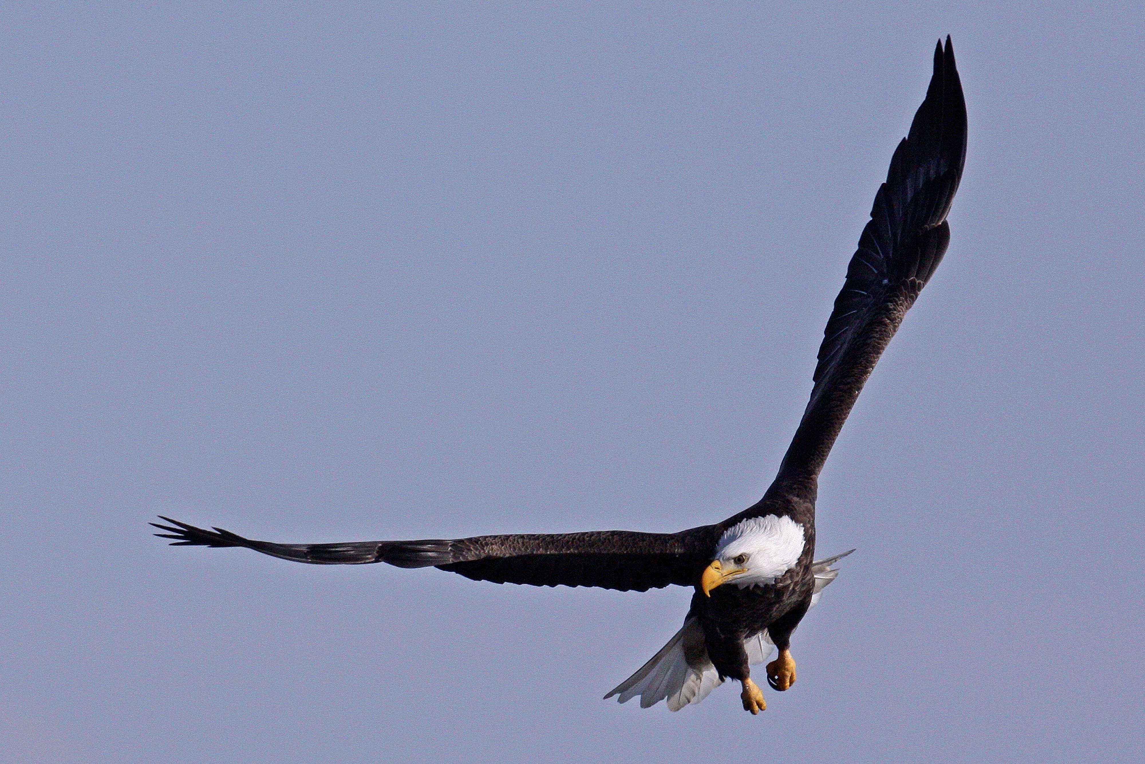 A bald eagle in flight.