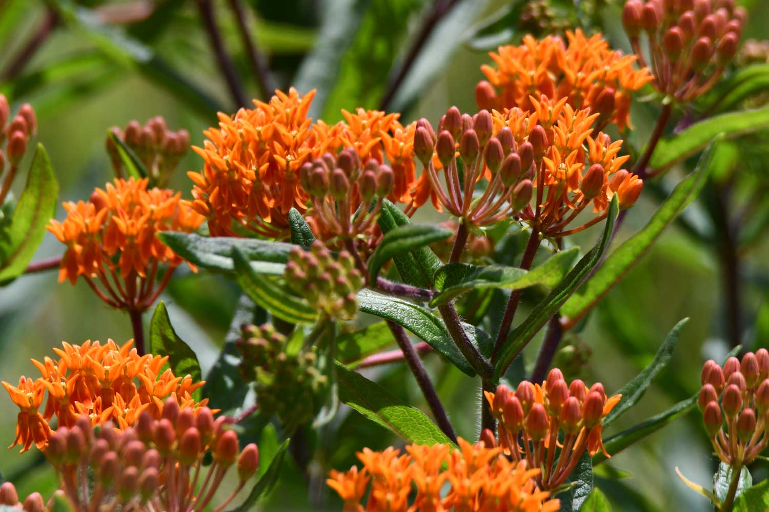 Butterfly milkweed growing with orange petals.