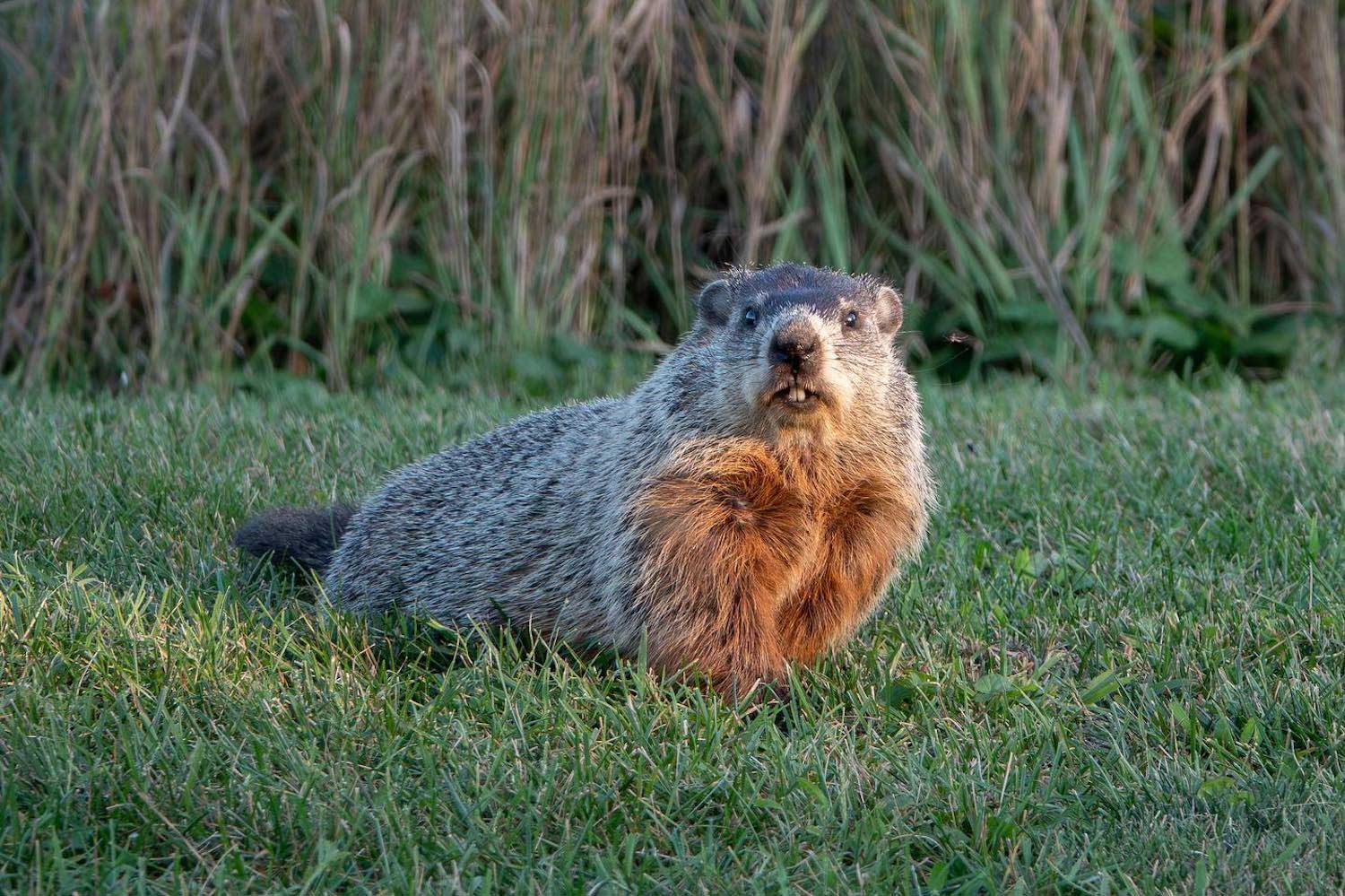 A groundhog in the grass with tall prairie grasses in the background.