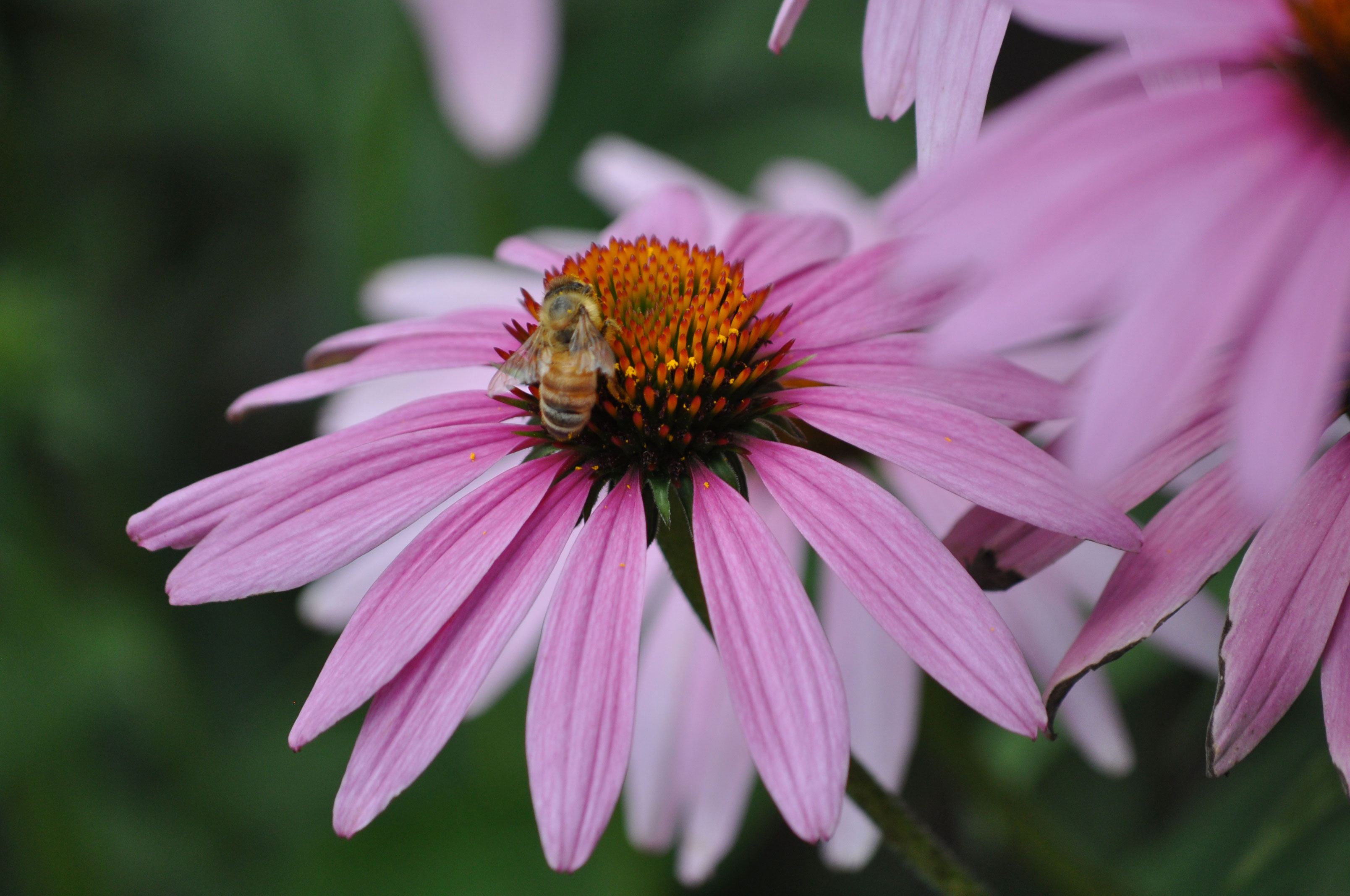 Nature curiosity Why do flowers smell good Forest Preserve