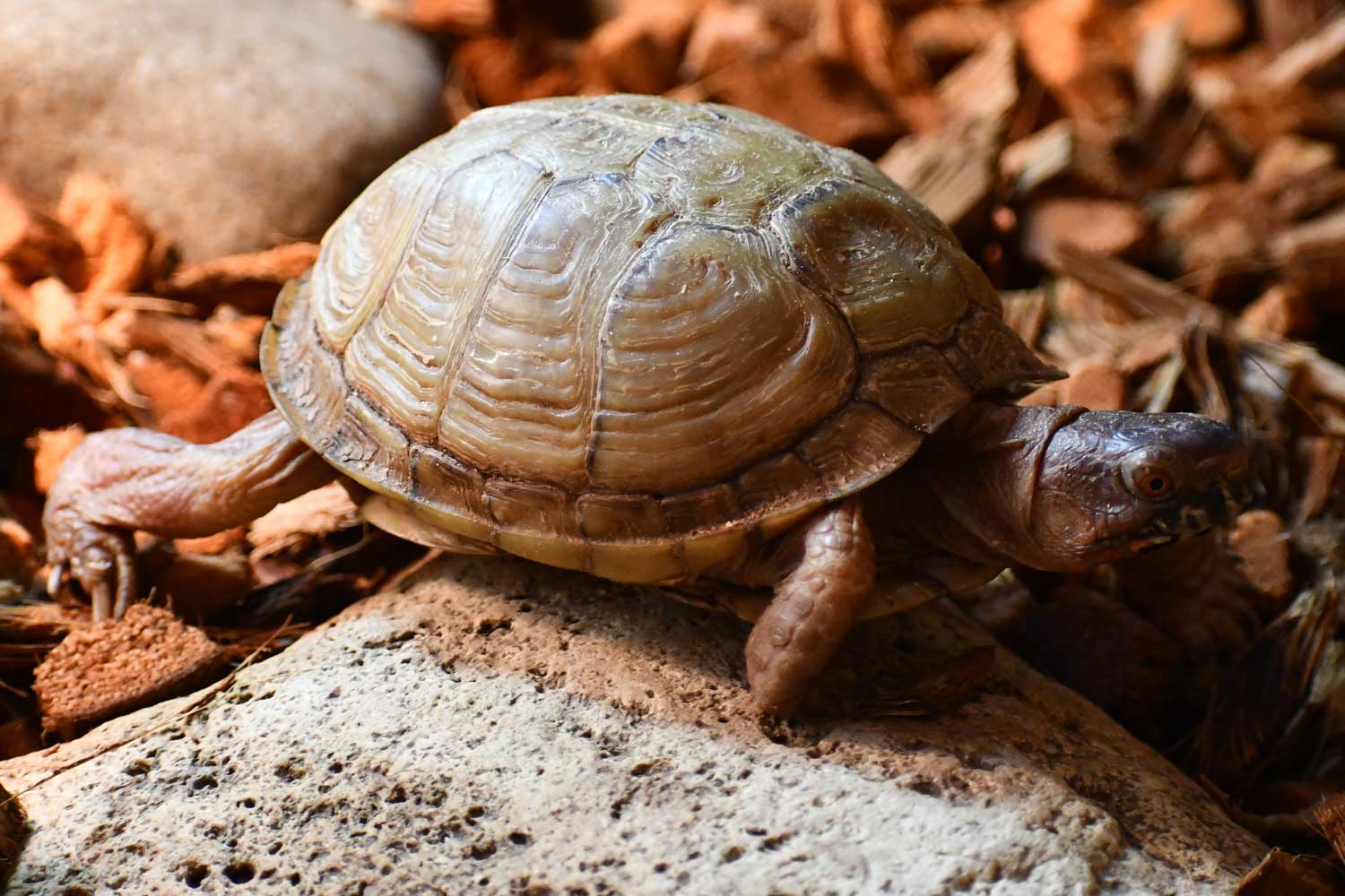 Three-toed box turtle standing near a rock.