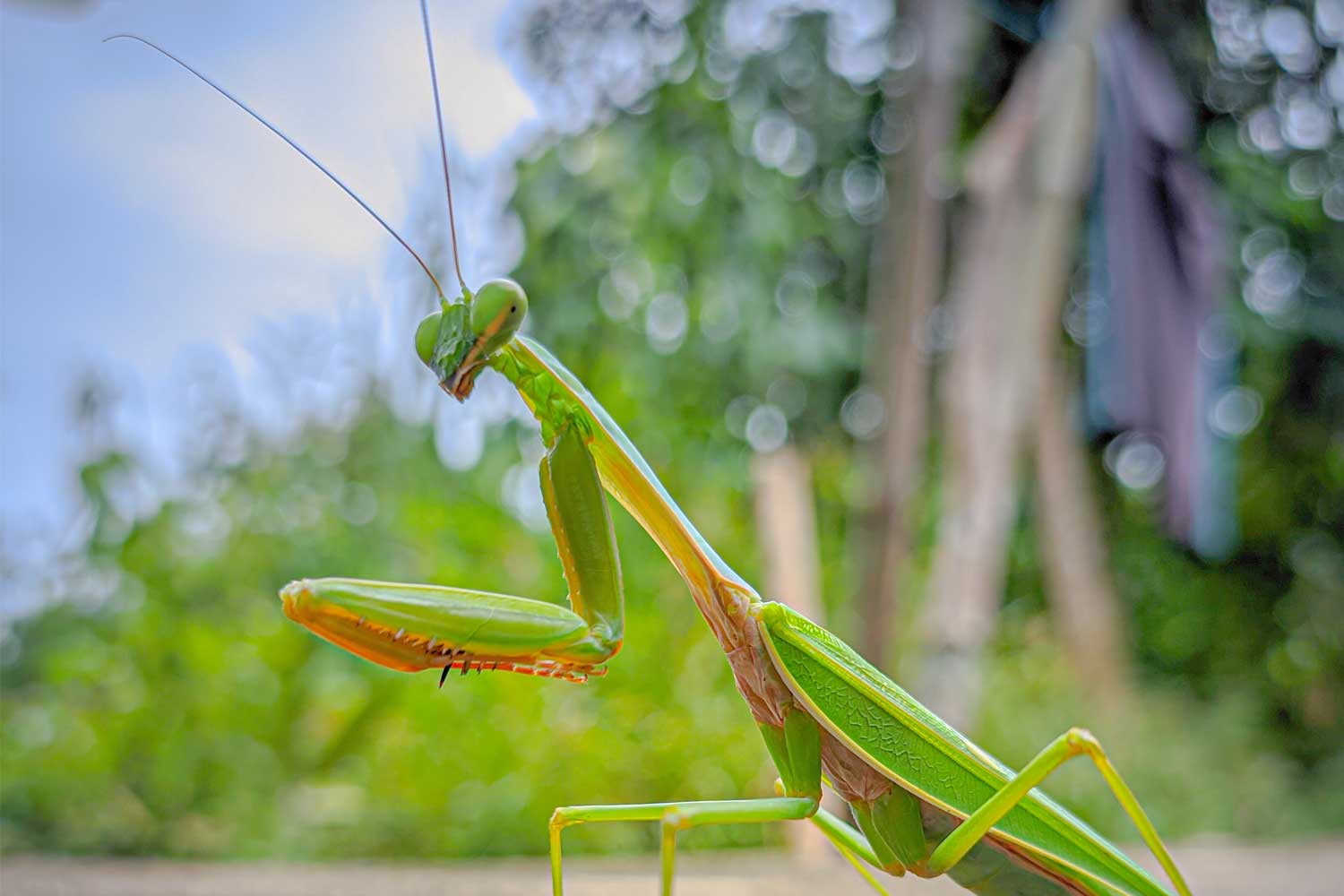 Close up of a praying mantis.
