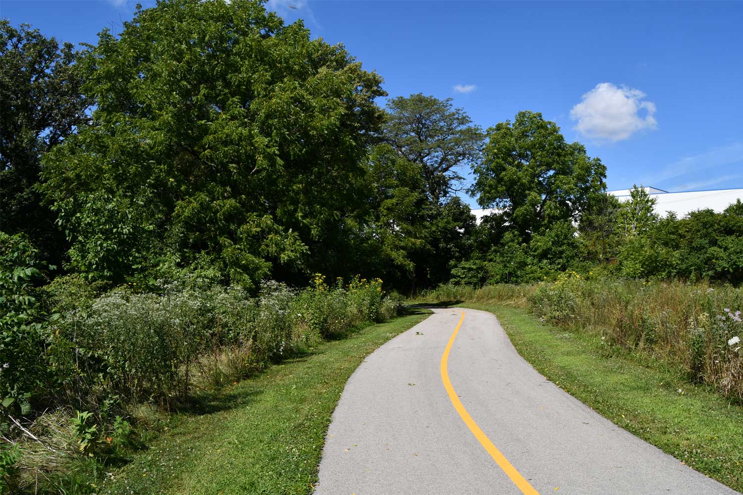 Paved trail lined with grasses and trees.