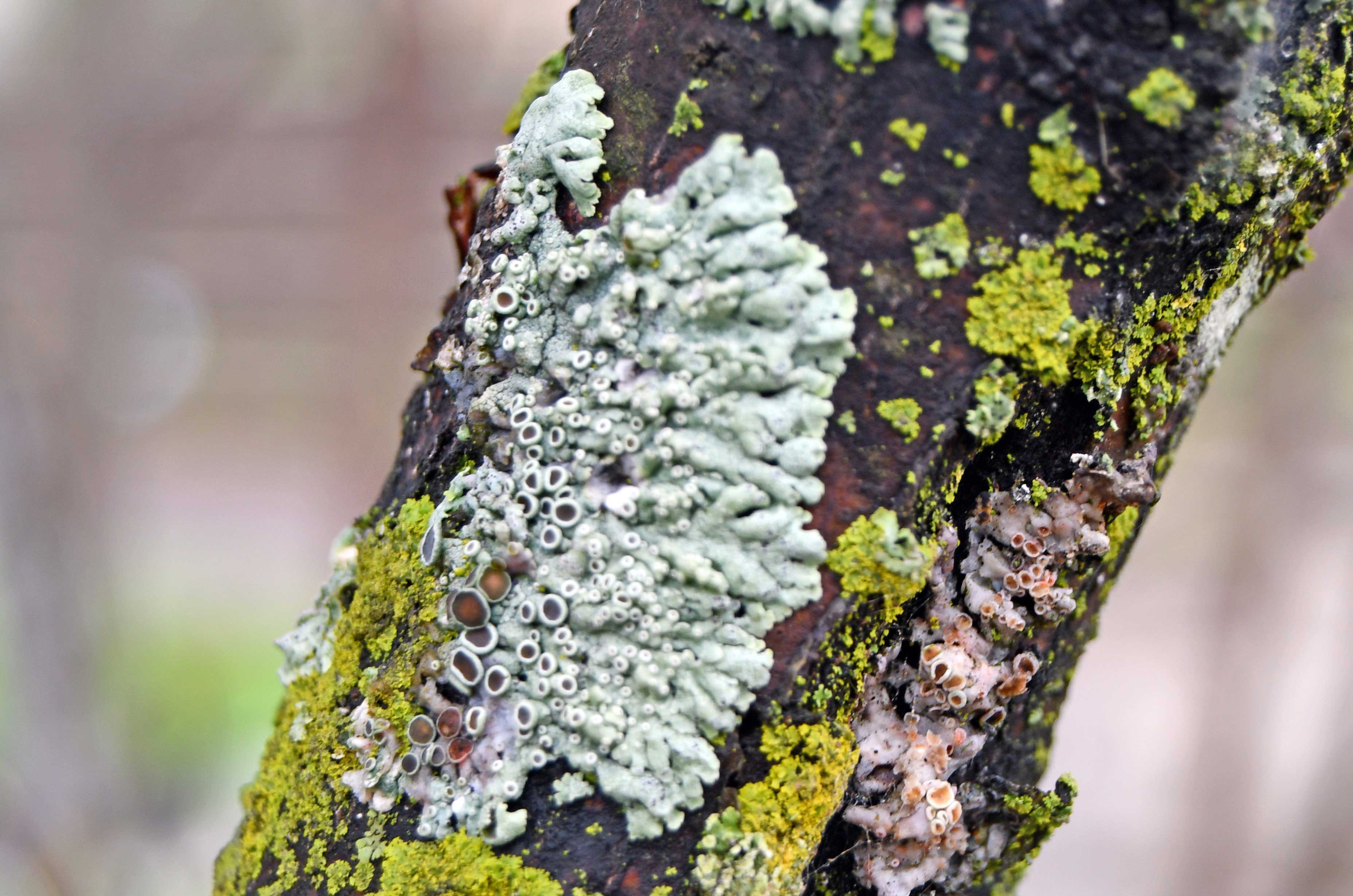 Close-up of lichens on tree bark.