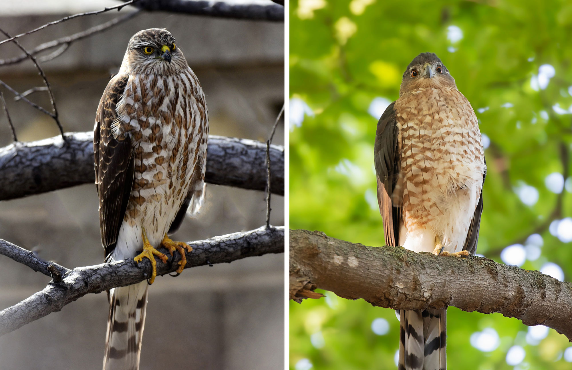 Coopers Hawk vs. Sharp-Shinned Hawk Identification