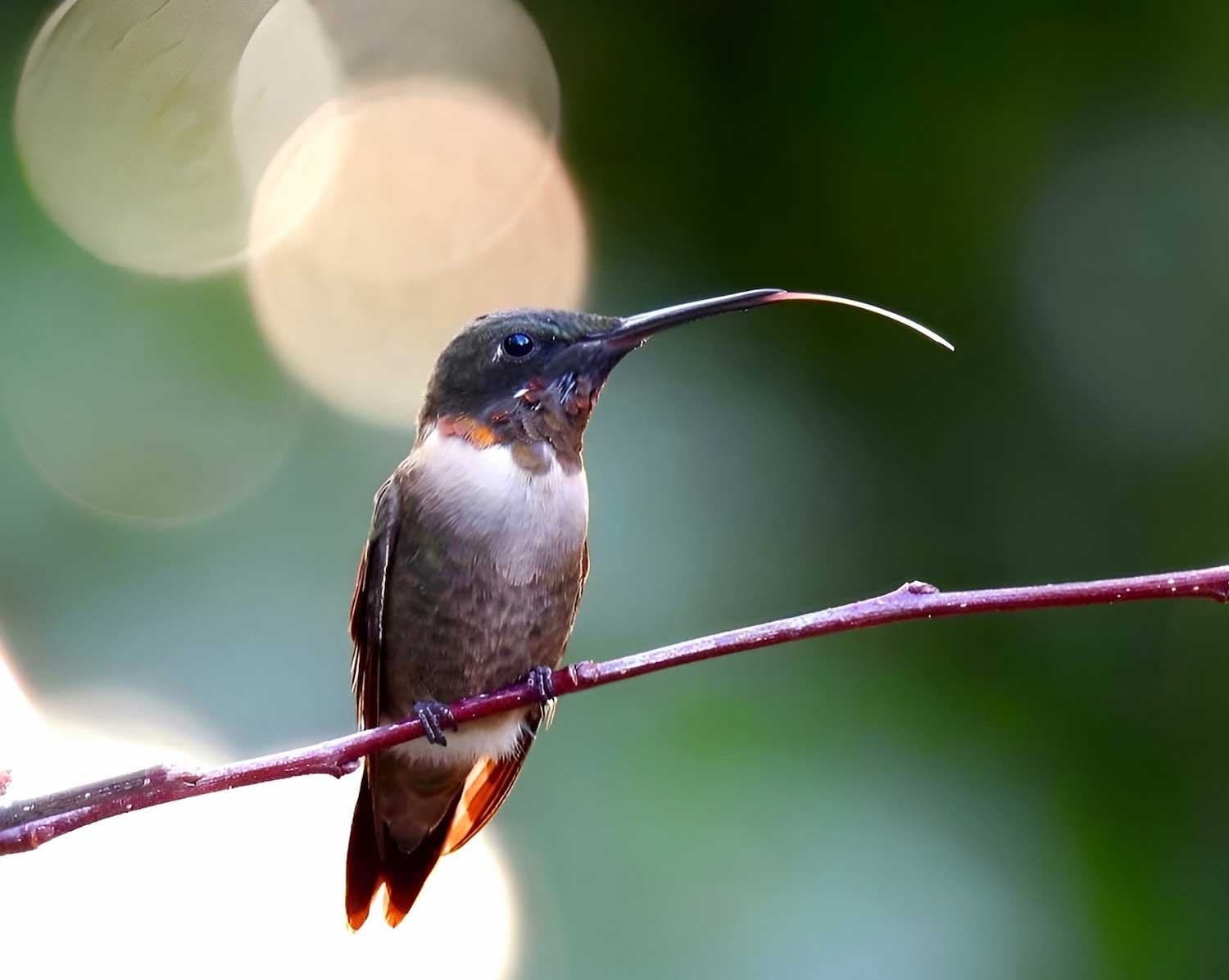 A ruby-throated hummingbird perched on a reddish branch. Its tongue is extended beyond its bill.