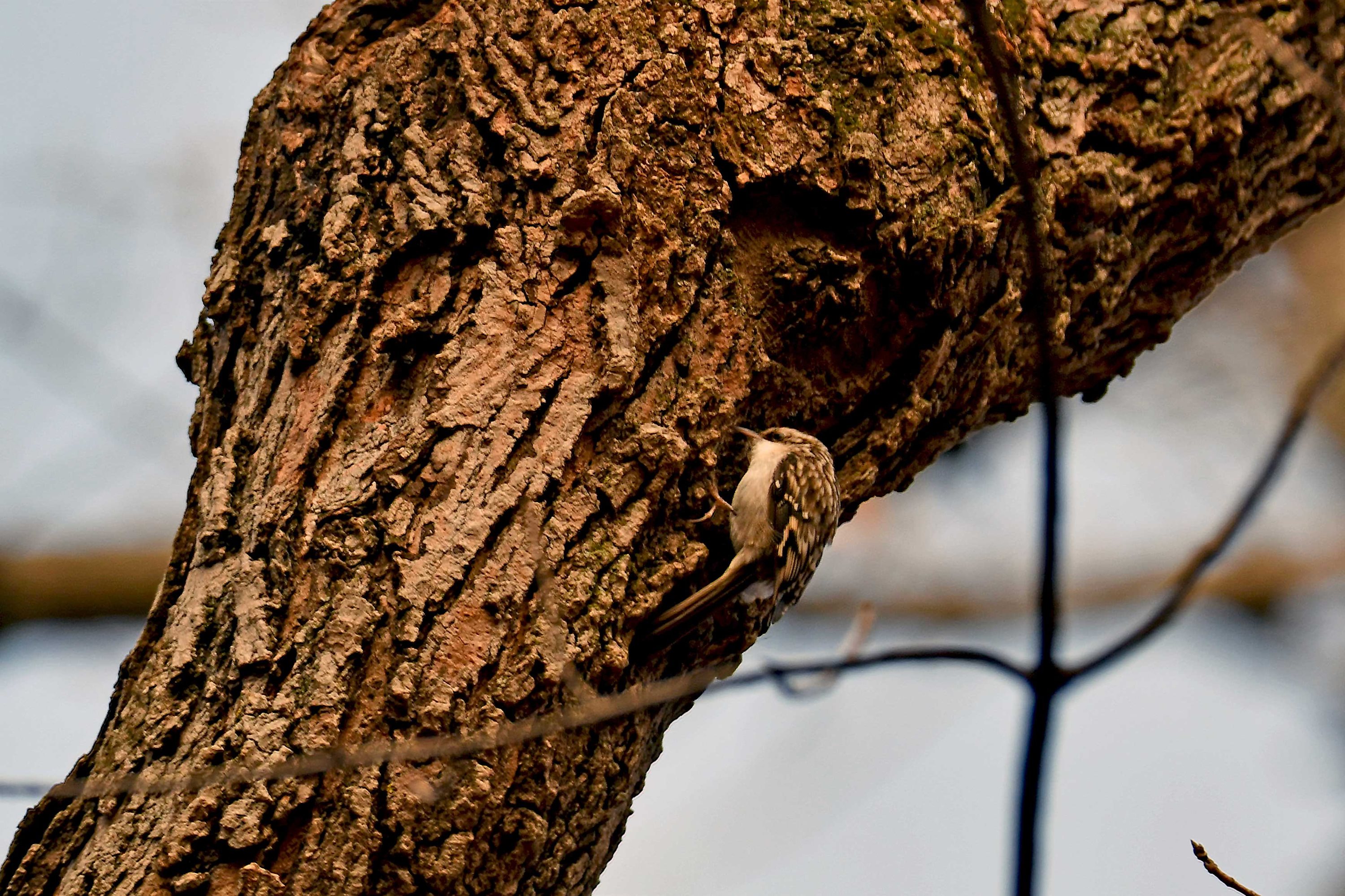 A brown creeper blending in with tree bark.