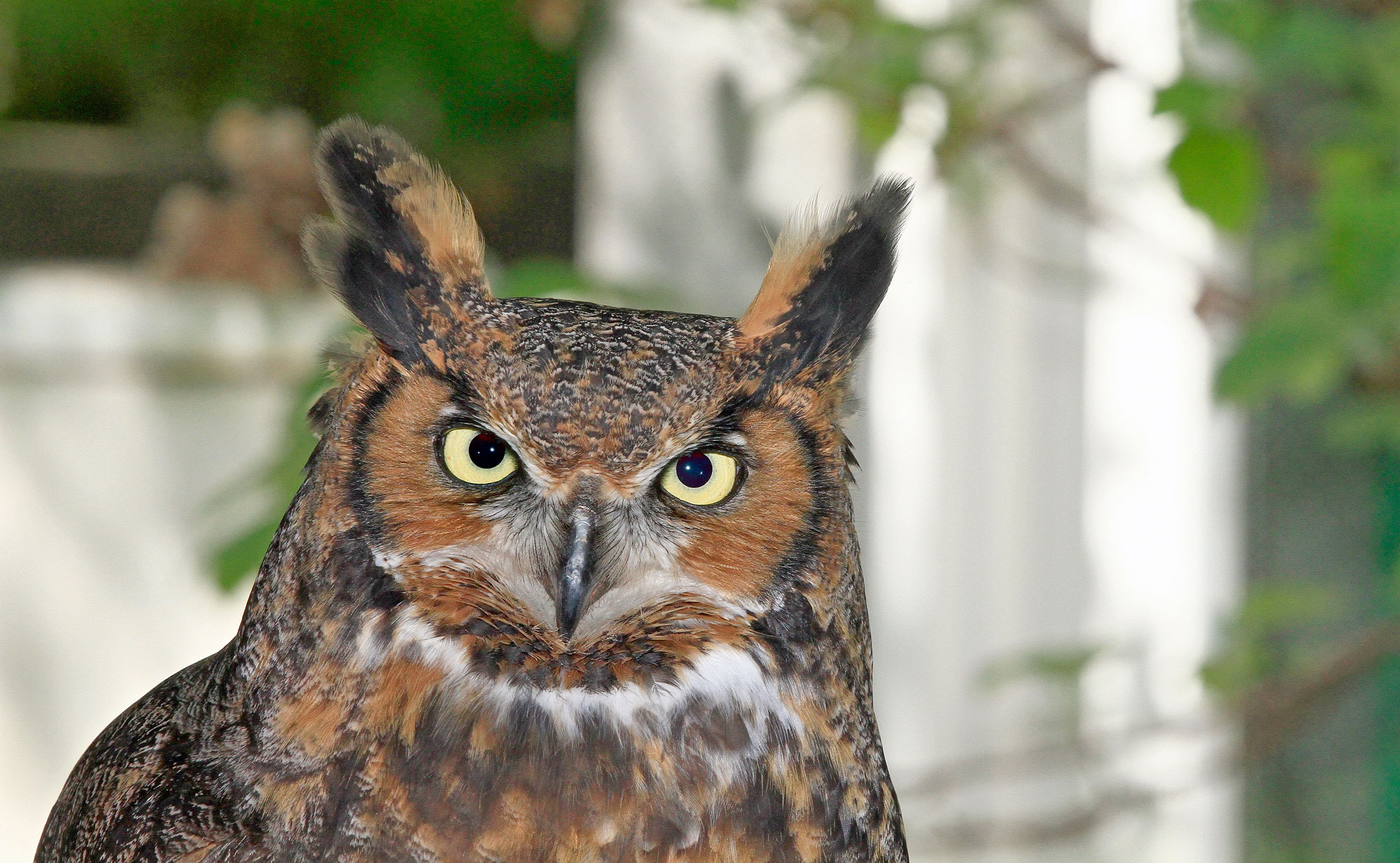 Great horned owl.