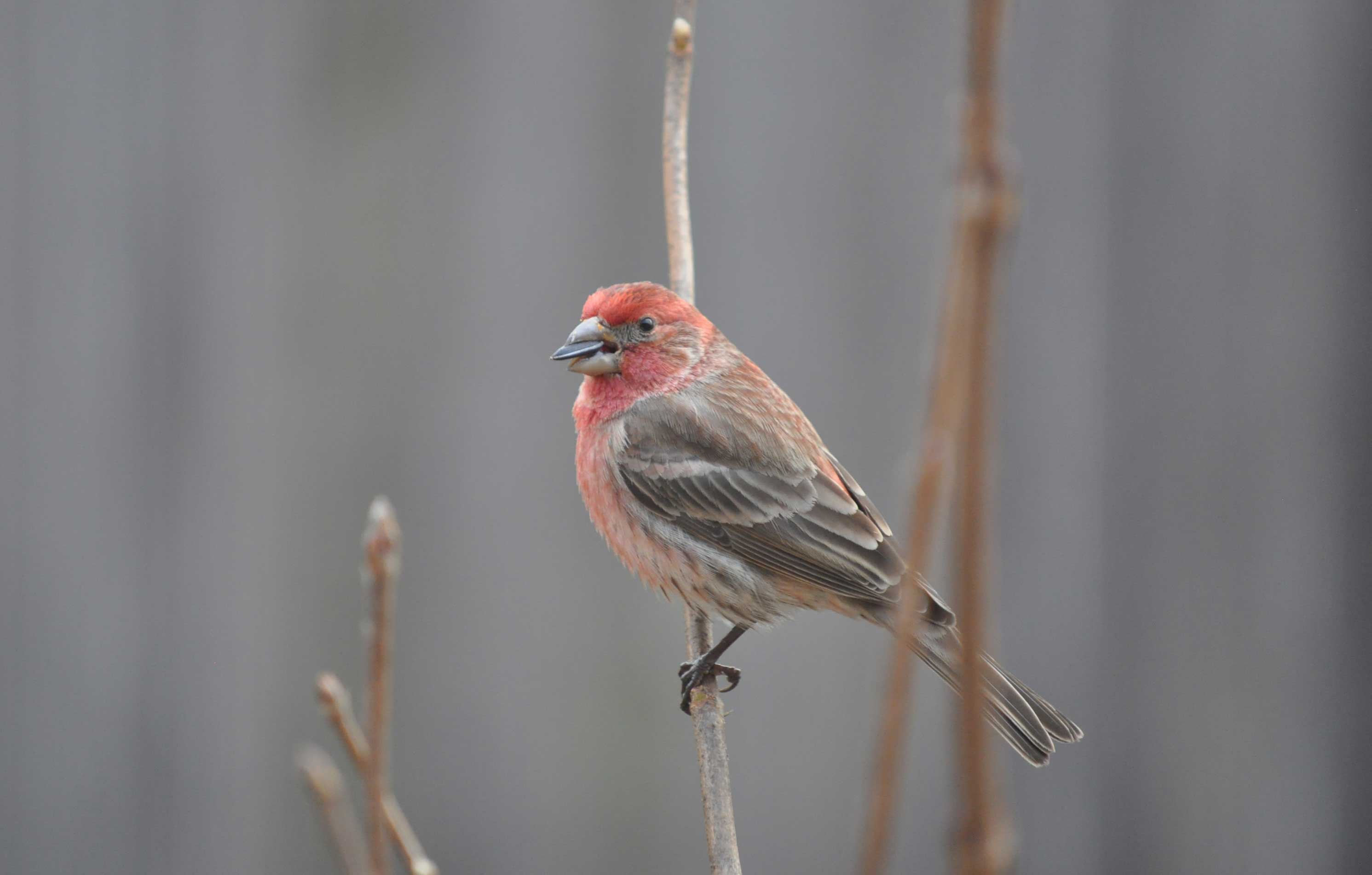 A house finch on a stem.