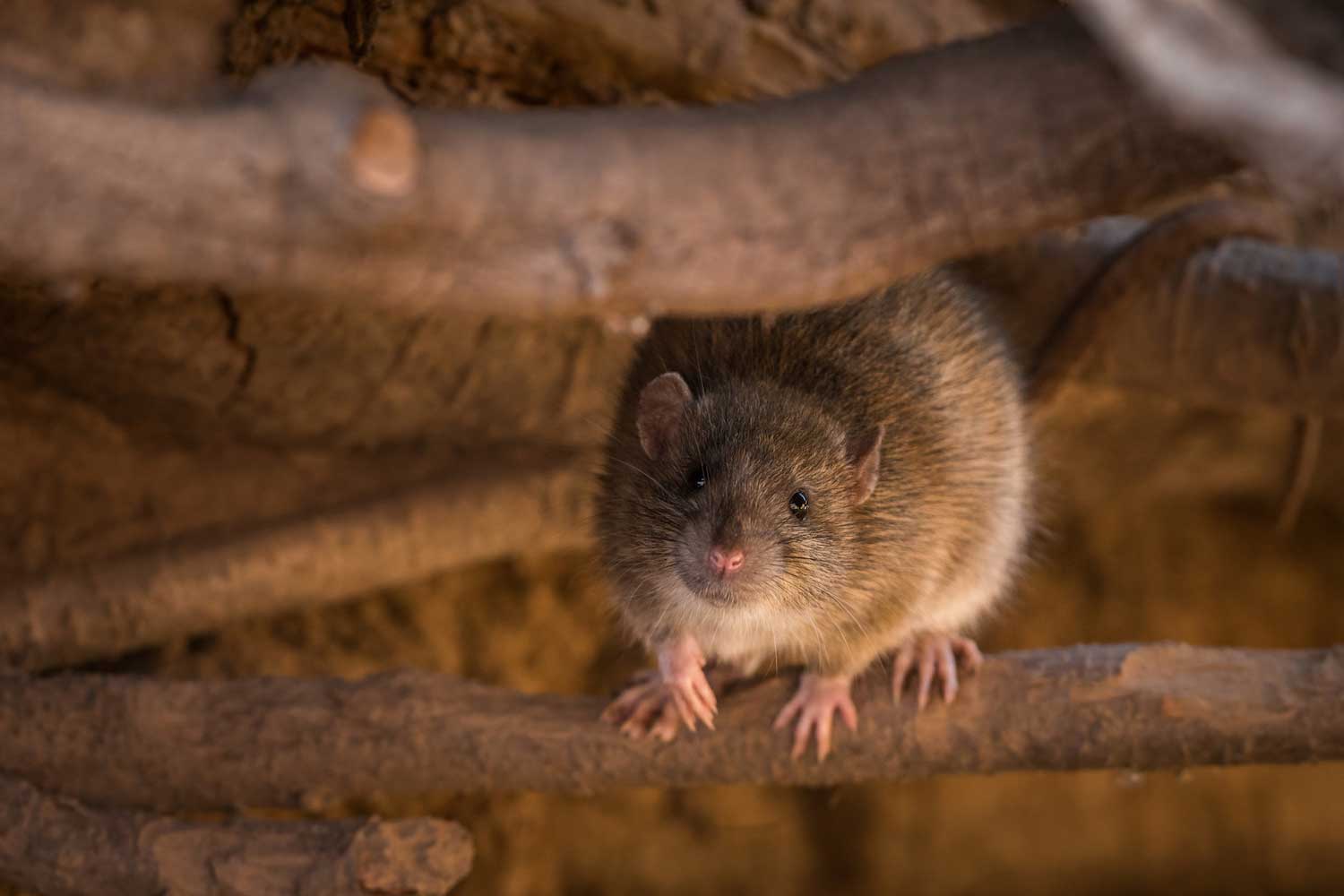 Using rat poison to control rodent infestations can have