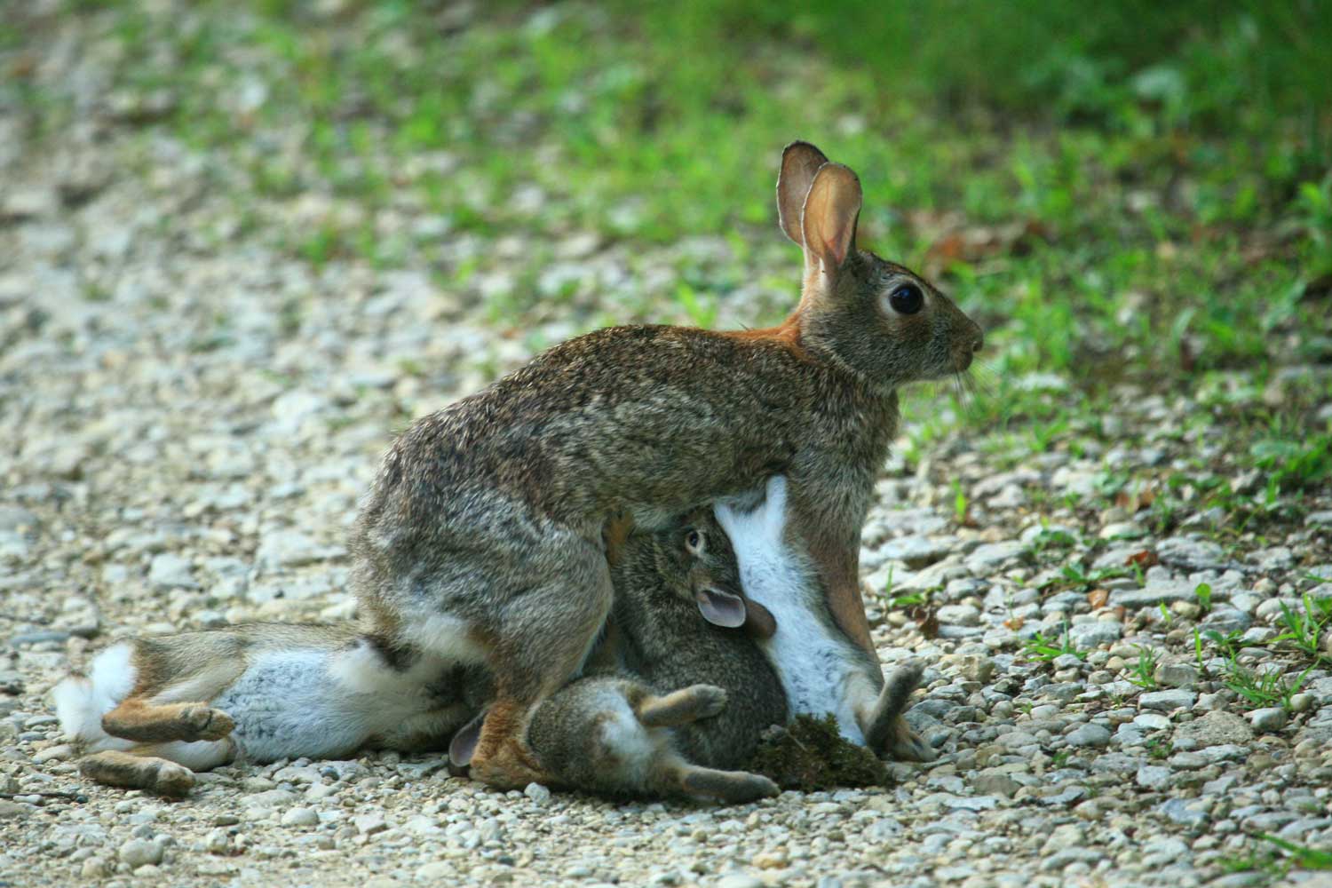 what do baby wild rabbits eat