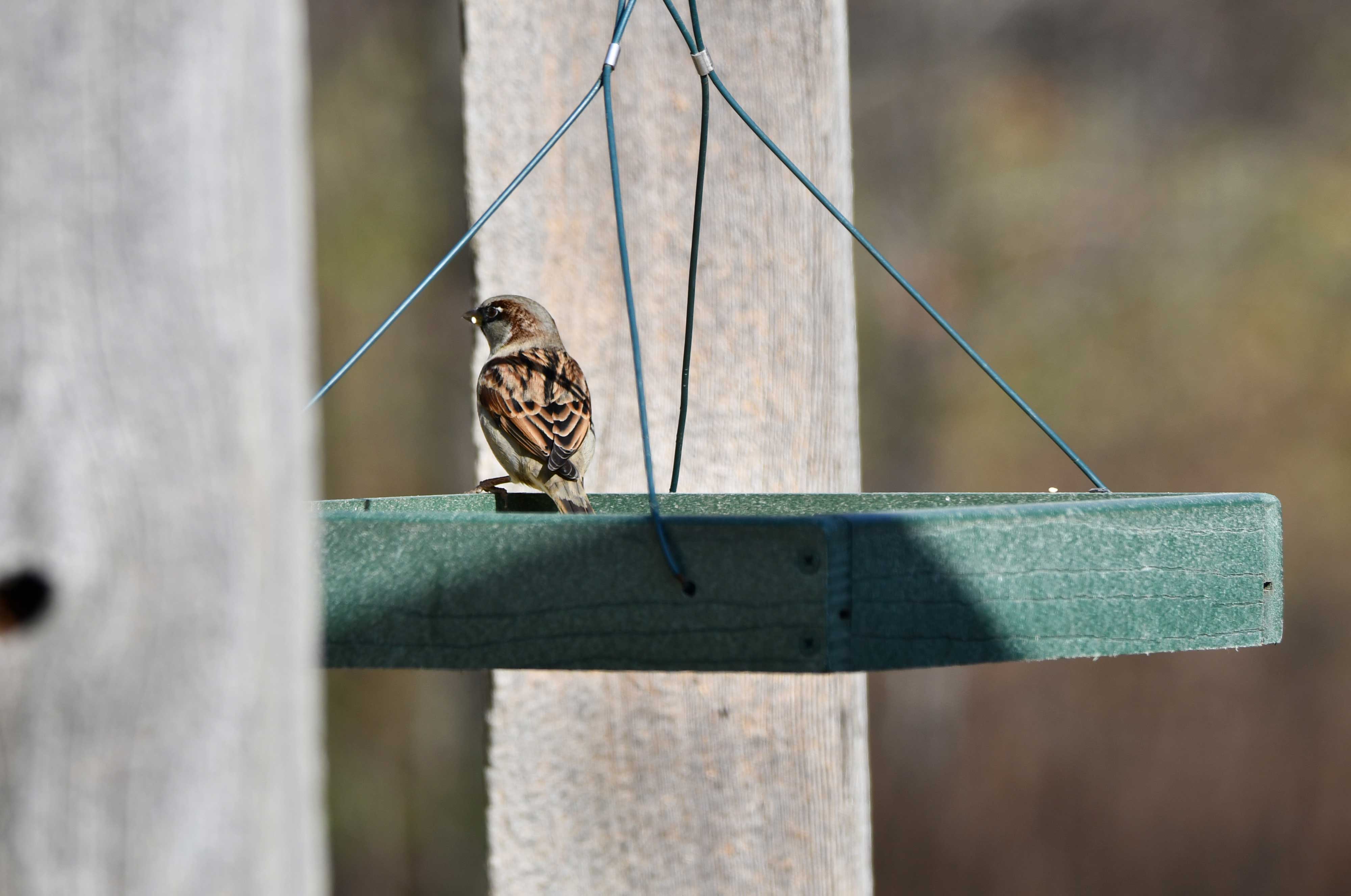 A house sparrow at a feeder.
