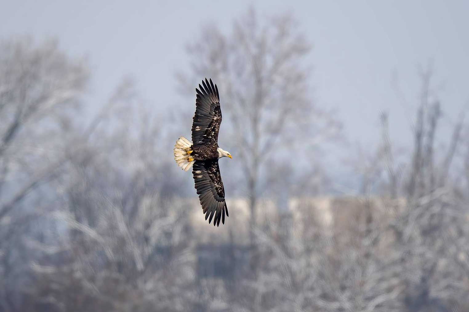 Bald eagle soaring through the air.