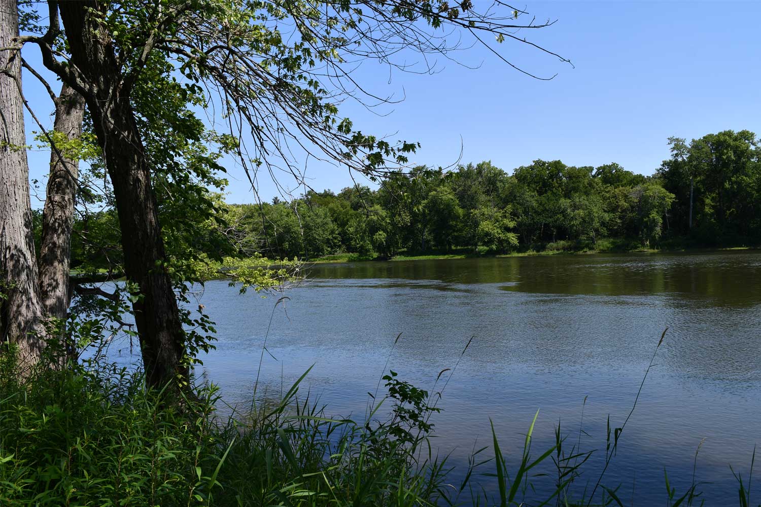 River surrounded by grasses and trees.