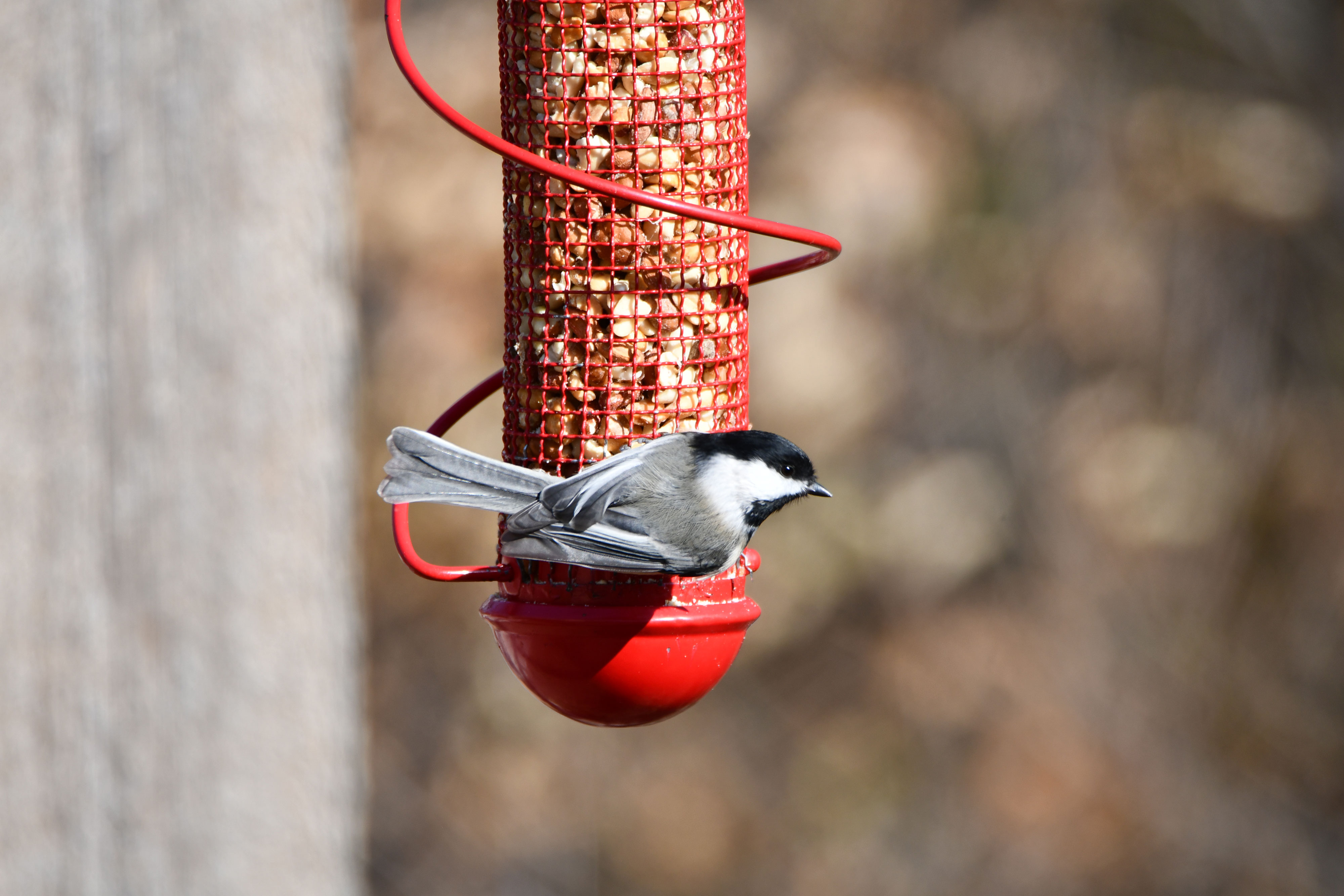 A black-capped chickadee at a feeder.