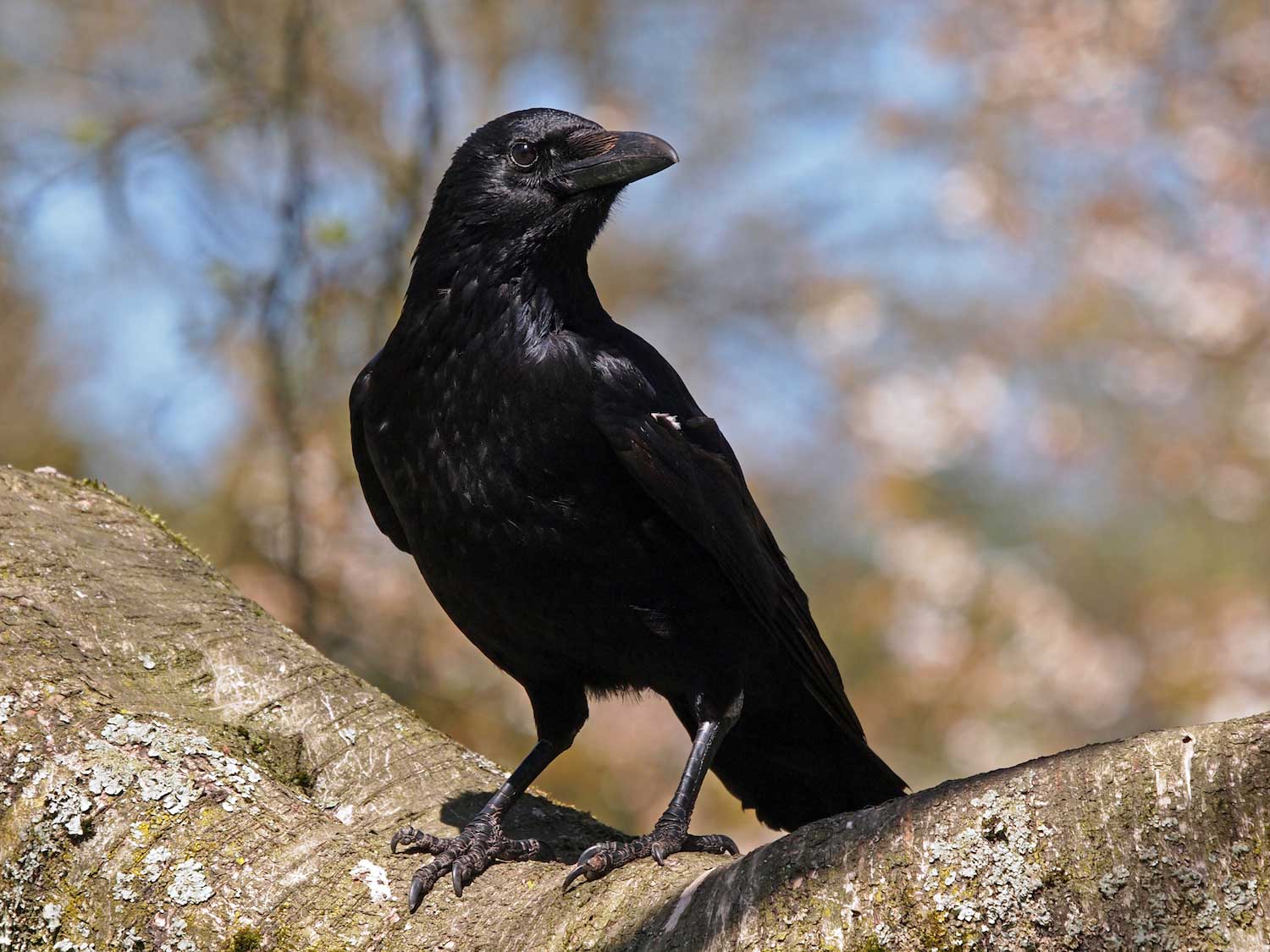 A crow on a branch.