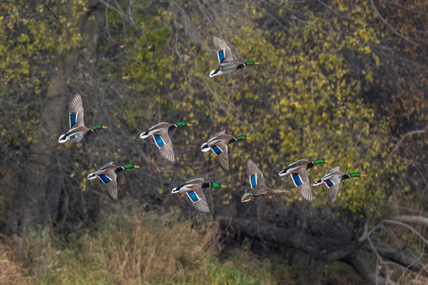 Mallards flying with wings extended with trees in the background.