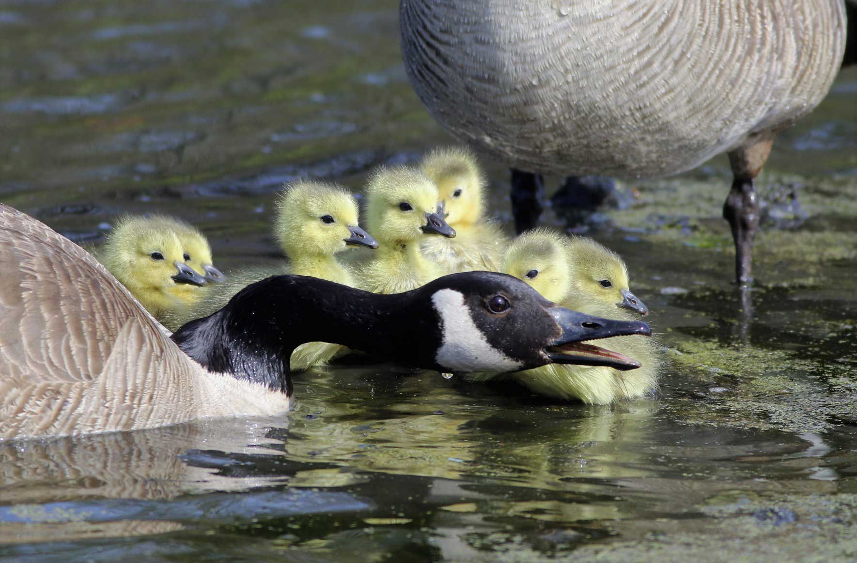 A Canada goose protecting its goslings. 
