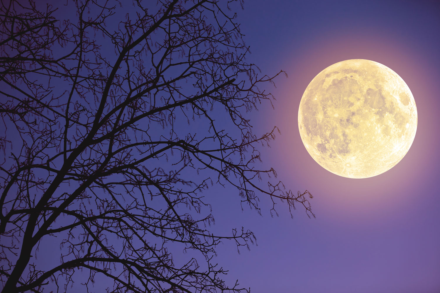 A full moon illuminating the night sky with a bare tree seen in silhouette.