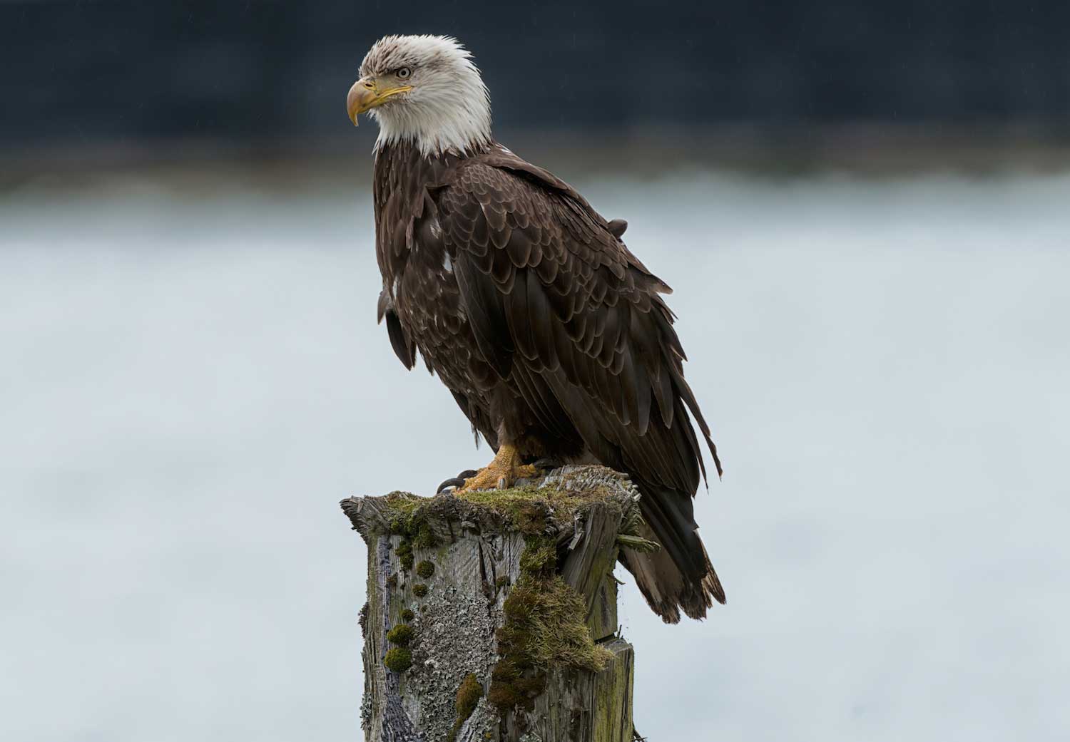 Five things you probably don't know about bald eagles | Forest