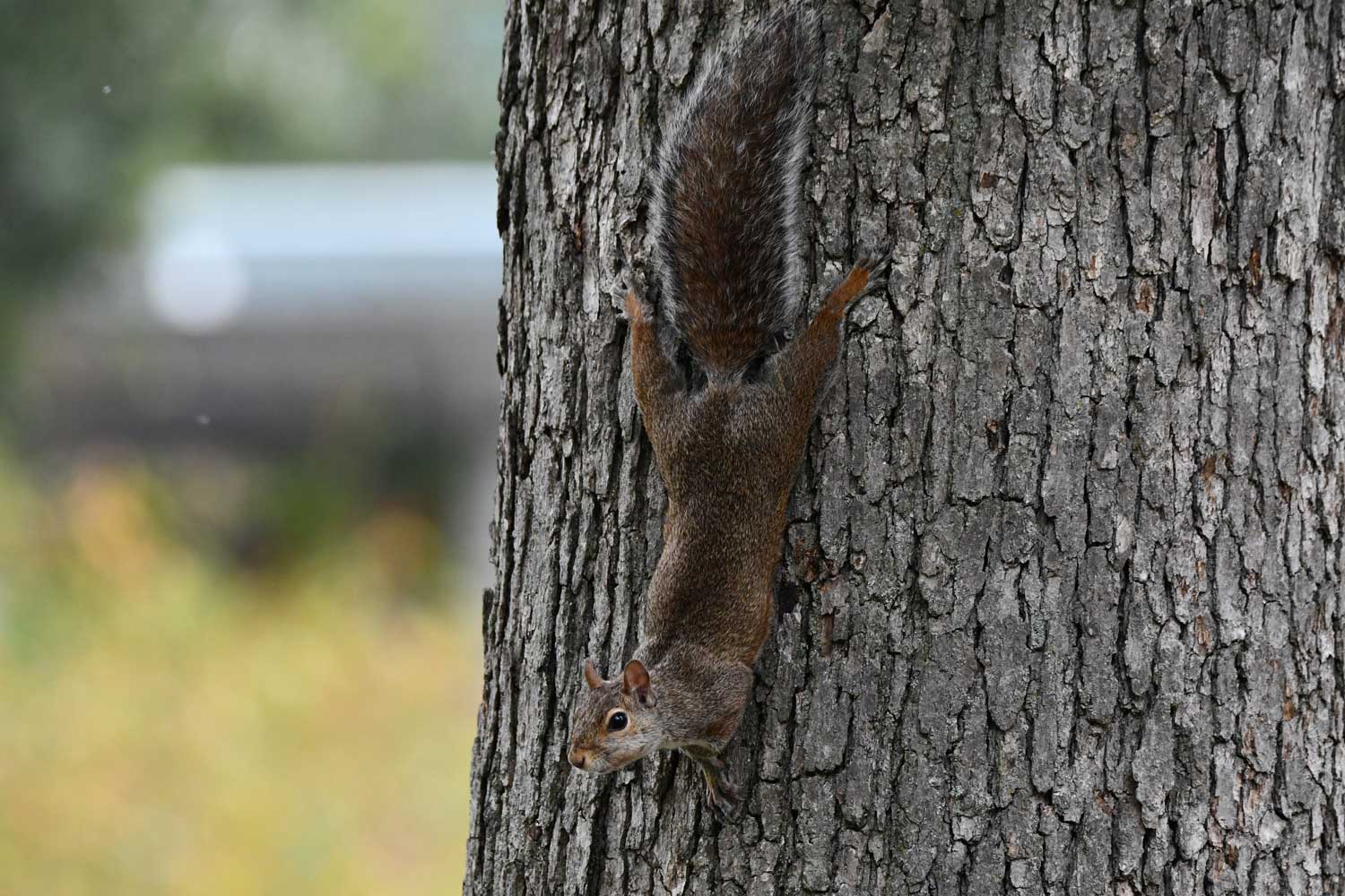A squirrel flattened against a tree trunk while climbing down it.