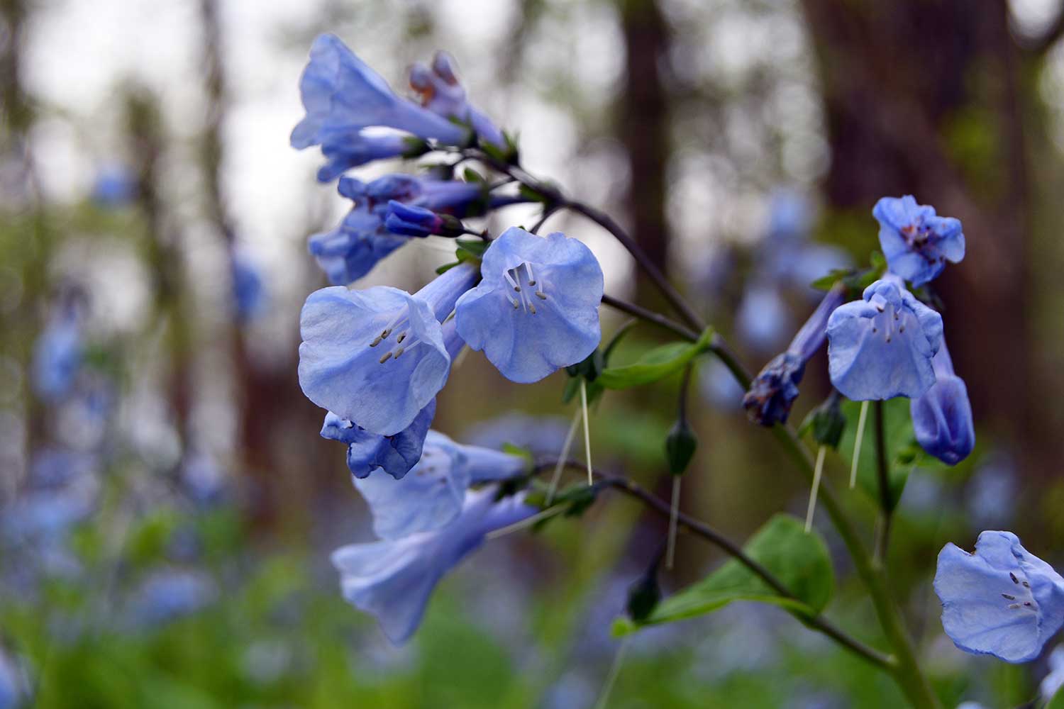 A closeup of bluebell blossoms.