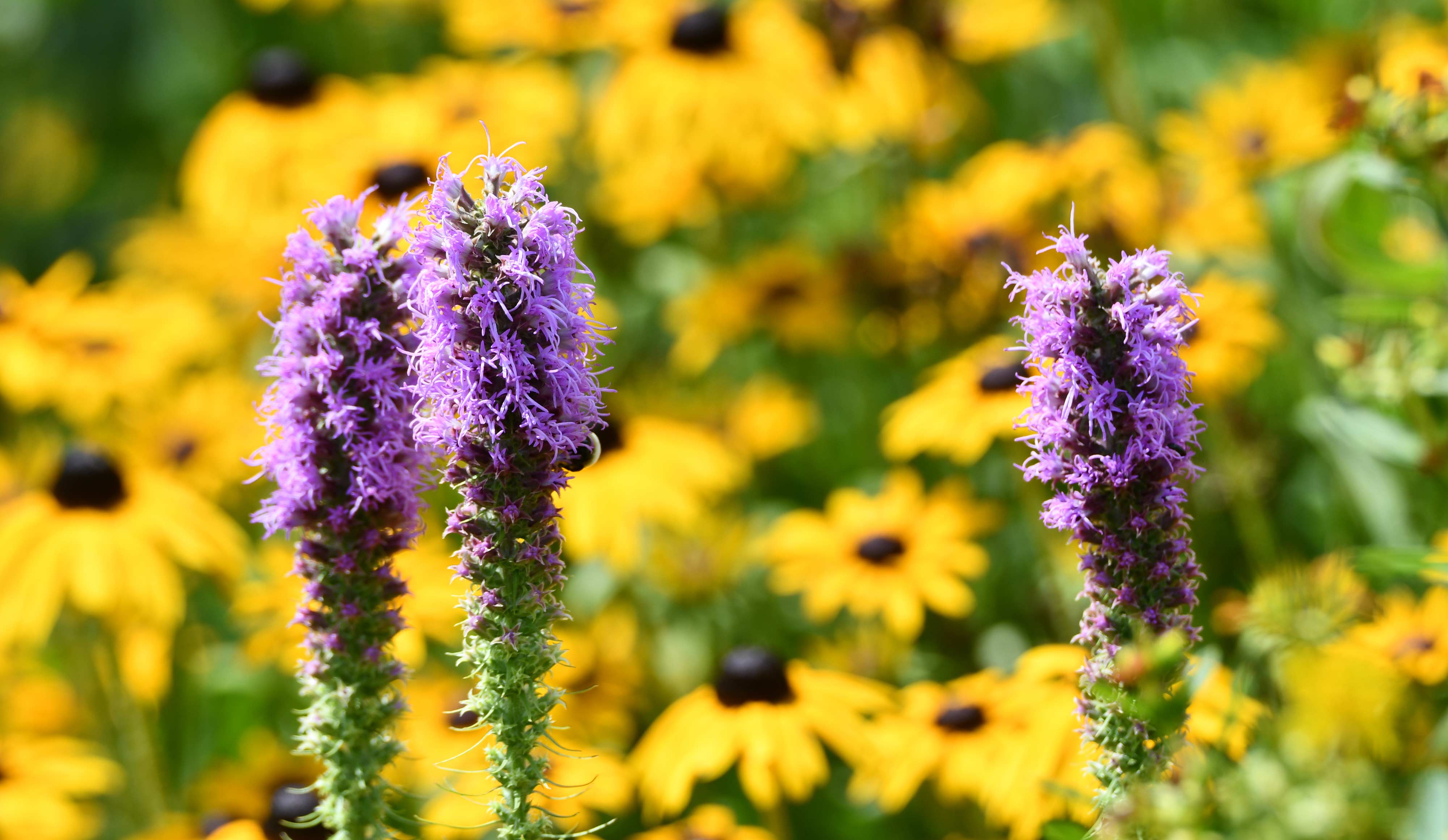 Prairie blazing star.