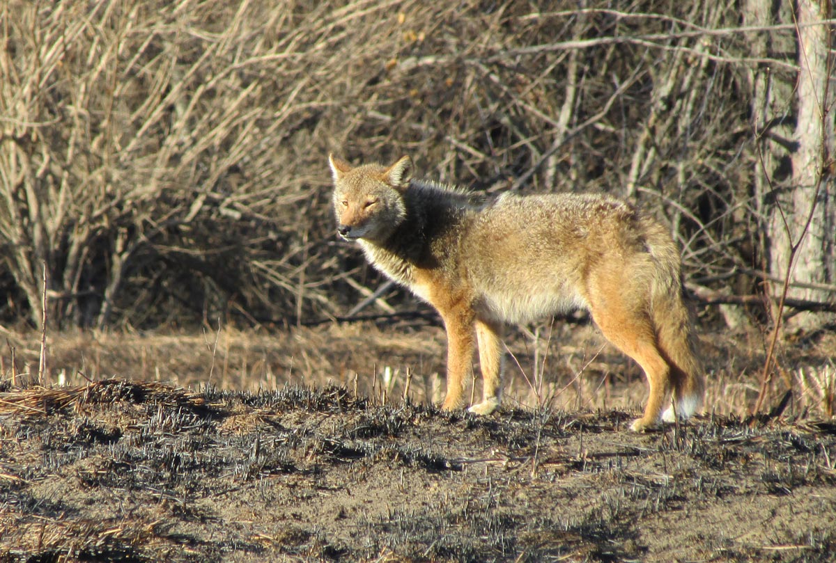 Five Fascinating Facts About Coyotes | Forest Preserve District Of Will ...