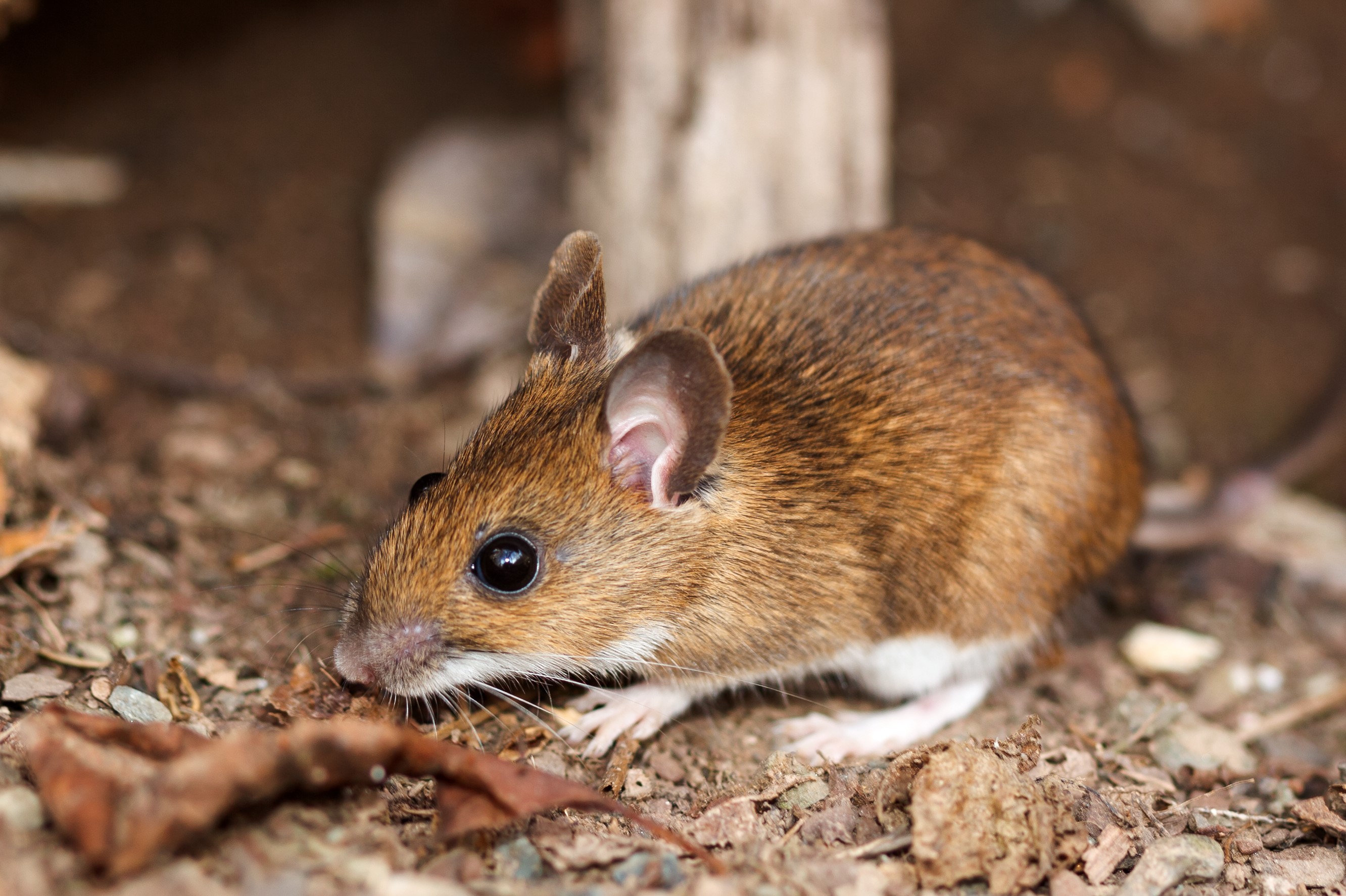 Very large mouse or rat? Southwest Missouri, Table Rock Lake. : r