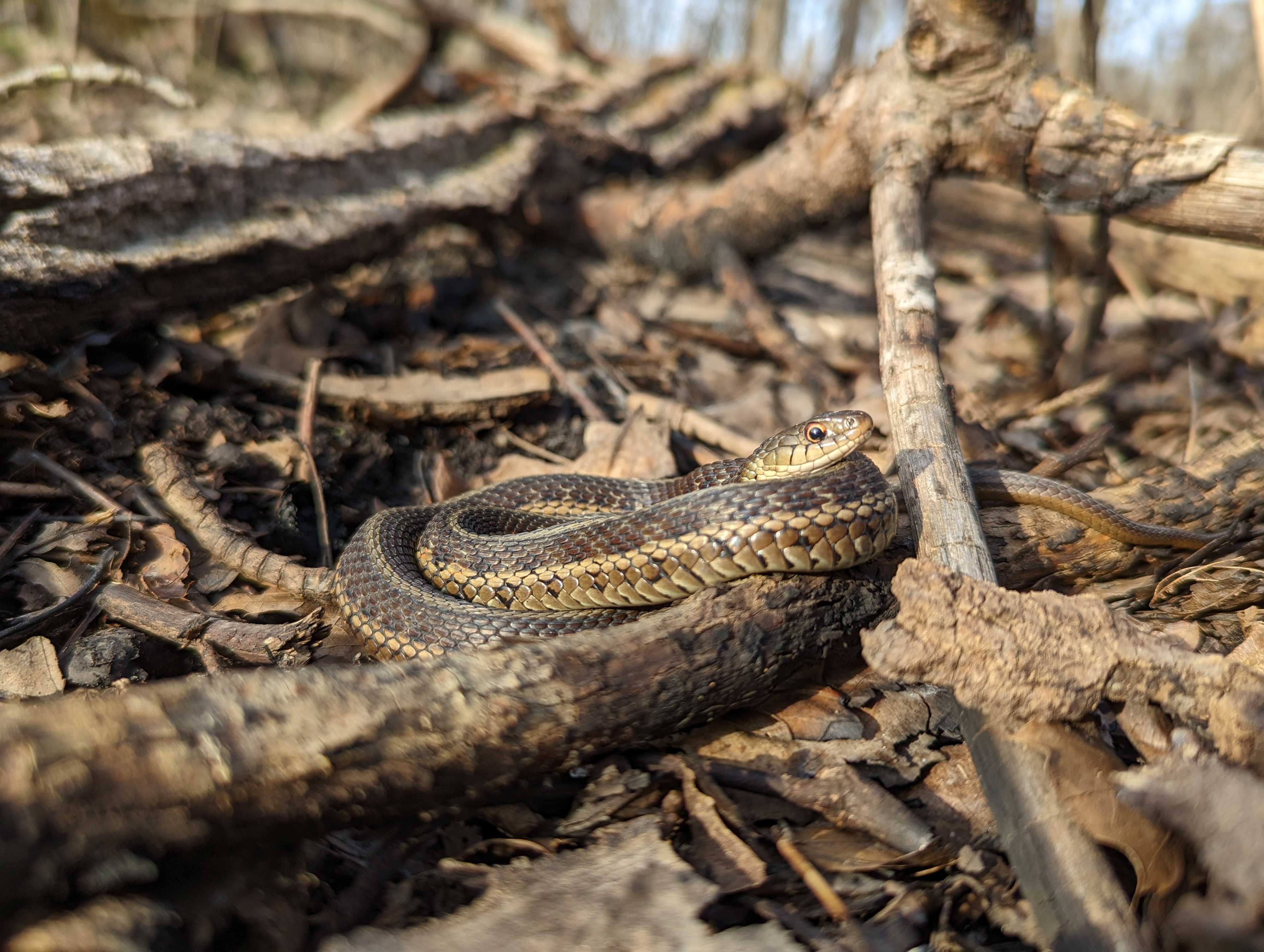 A garter snake at Goodenow Grove