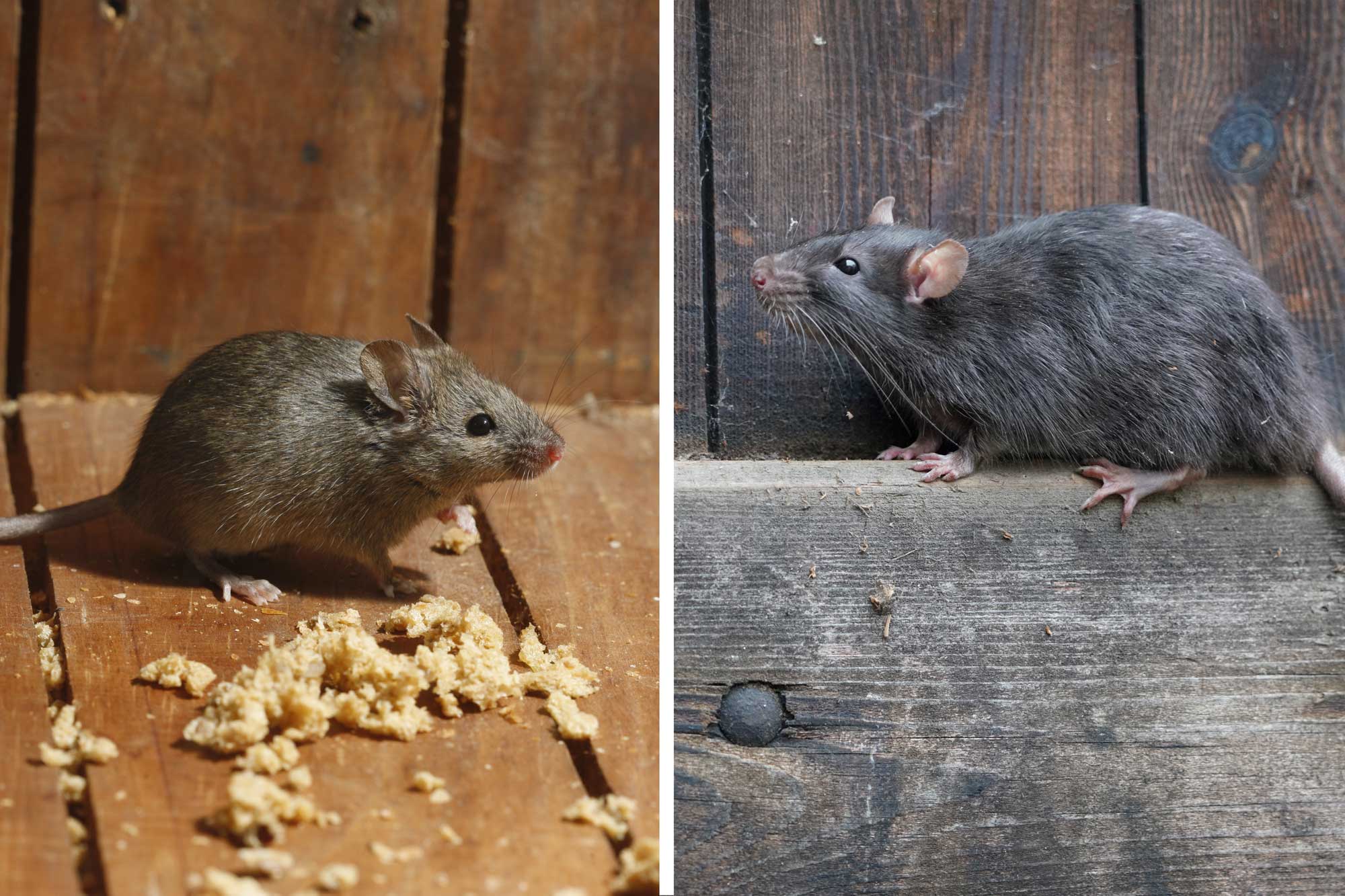 What's the difference?: Mouse vs. rat | Forest Preserve District