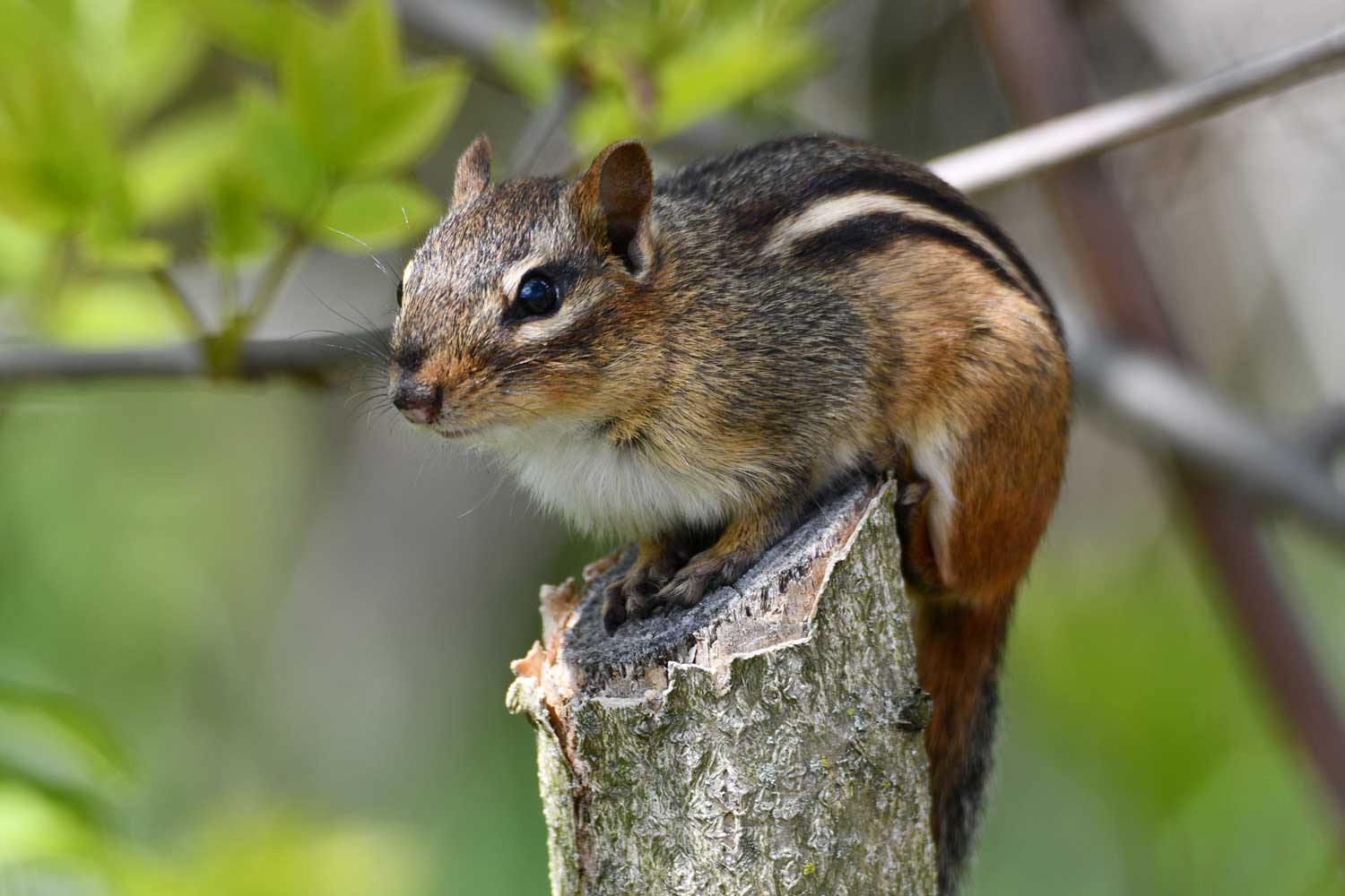 Chipmunk sitting on the end of a branch with leaves and other branches in the background.