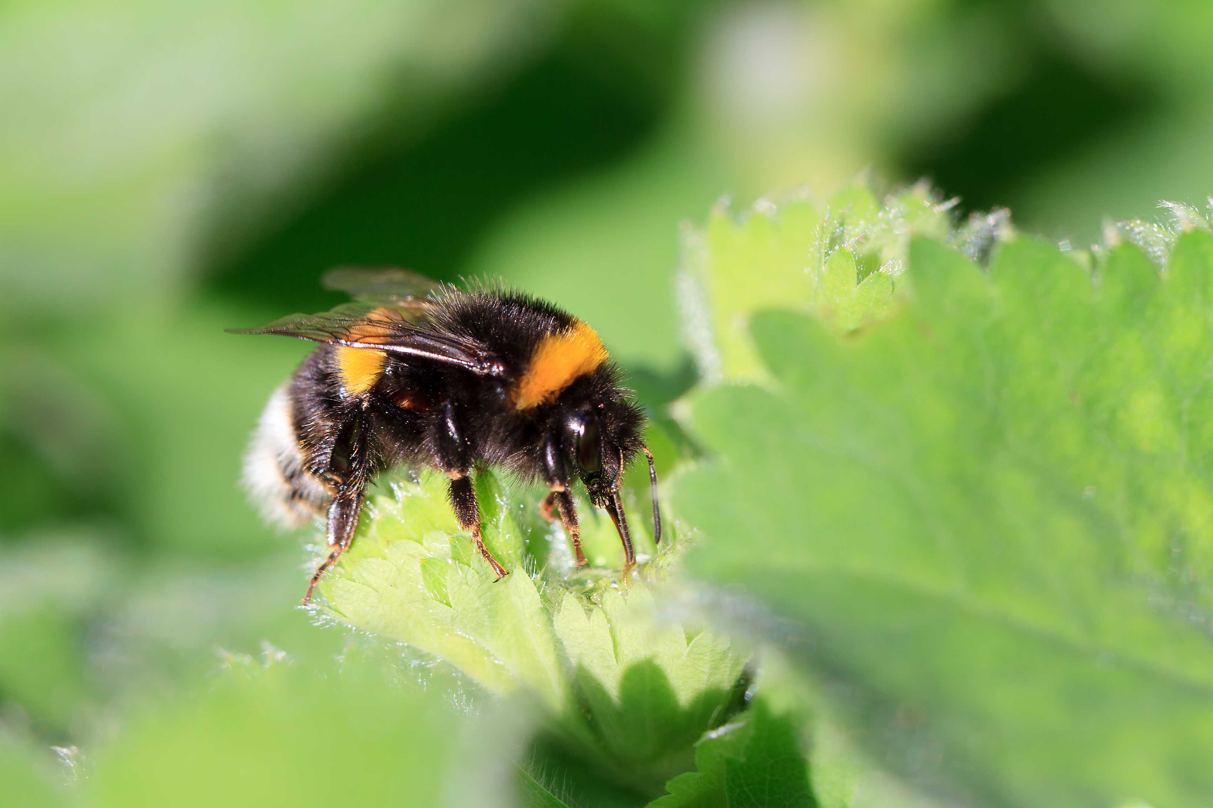 A bumble bee on a leaf.