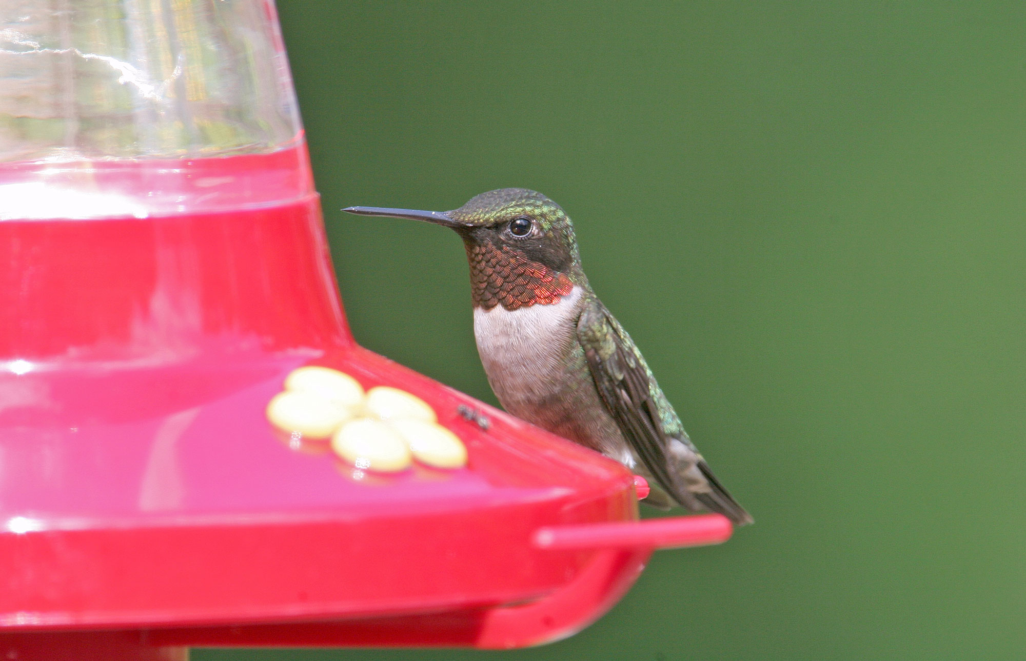 Migration Watch Hummingbirds Have Landed In Northern Illinois Forest Preserve District Of 