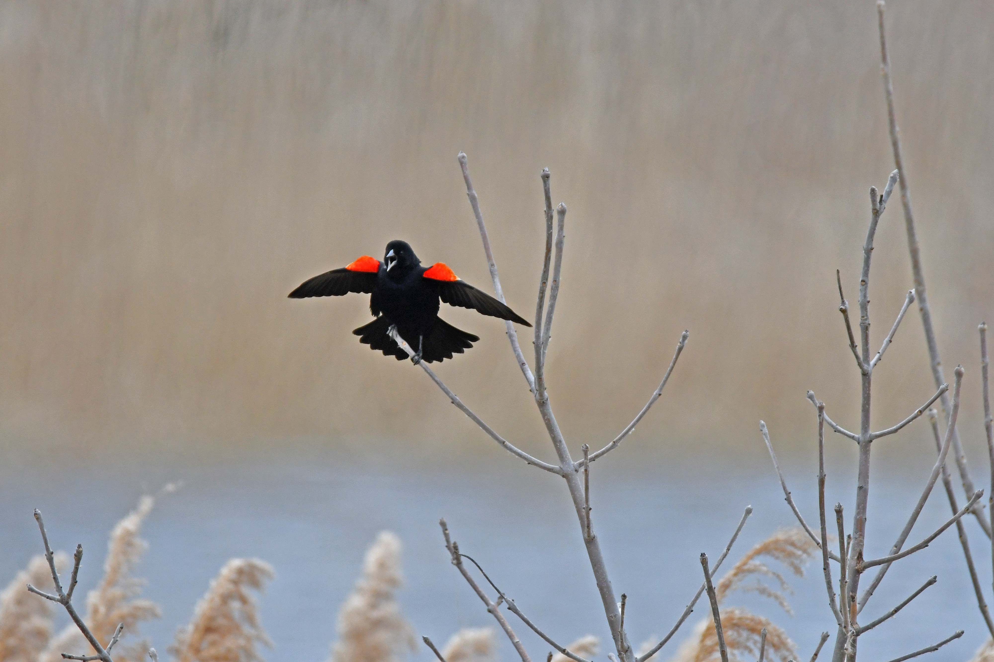 A red-winged blackbird spreads its wings