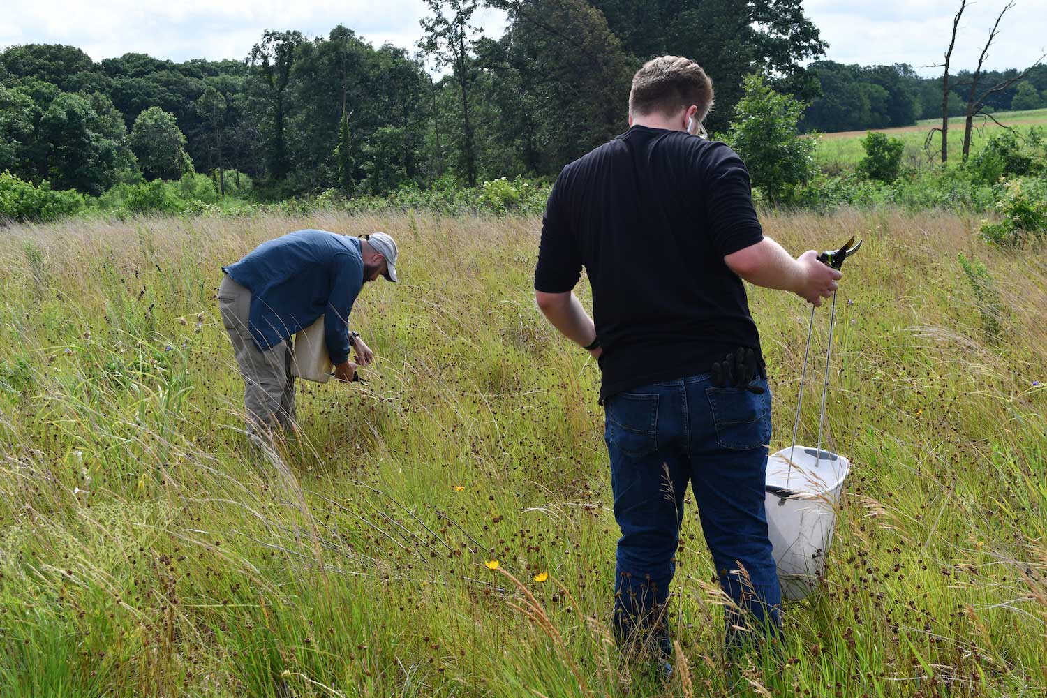 Two people standing in a prairie with buckets while collecting seed from native plants.