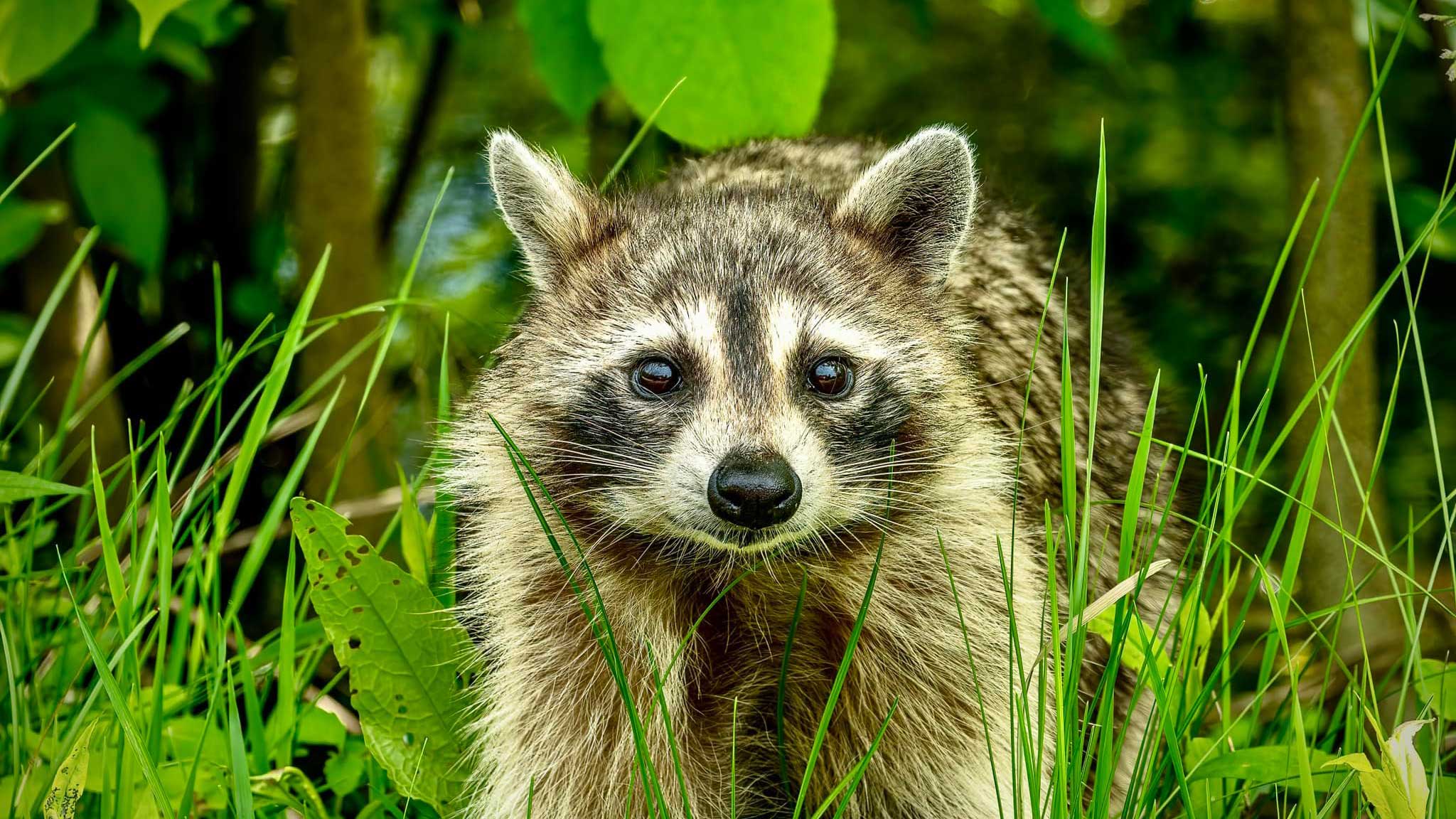 A raccoon looking at the camera.