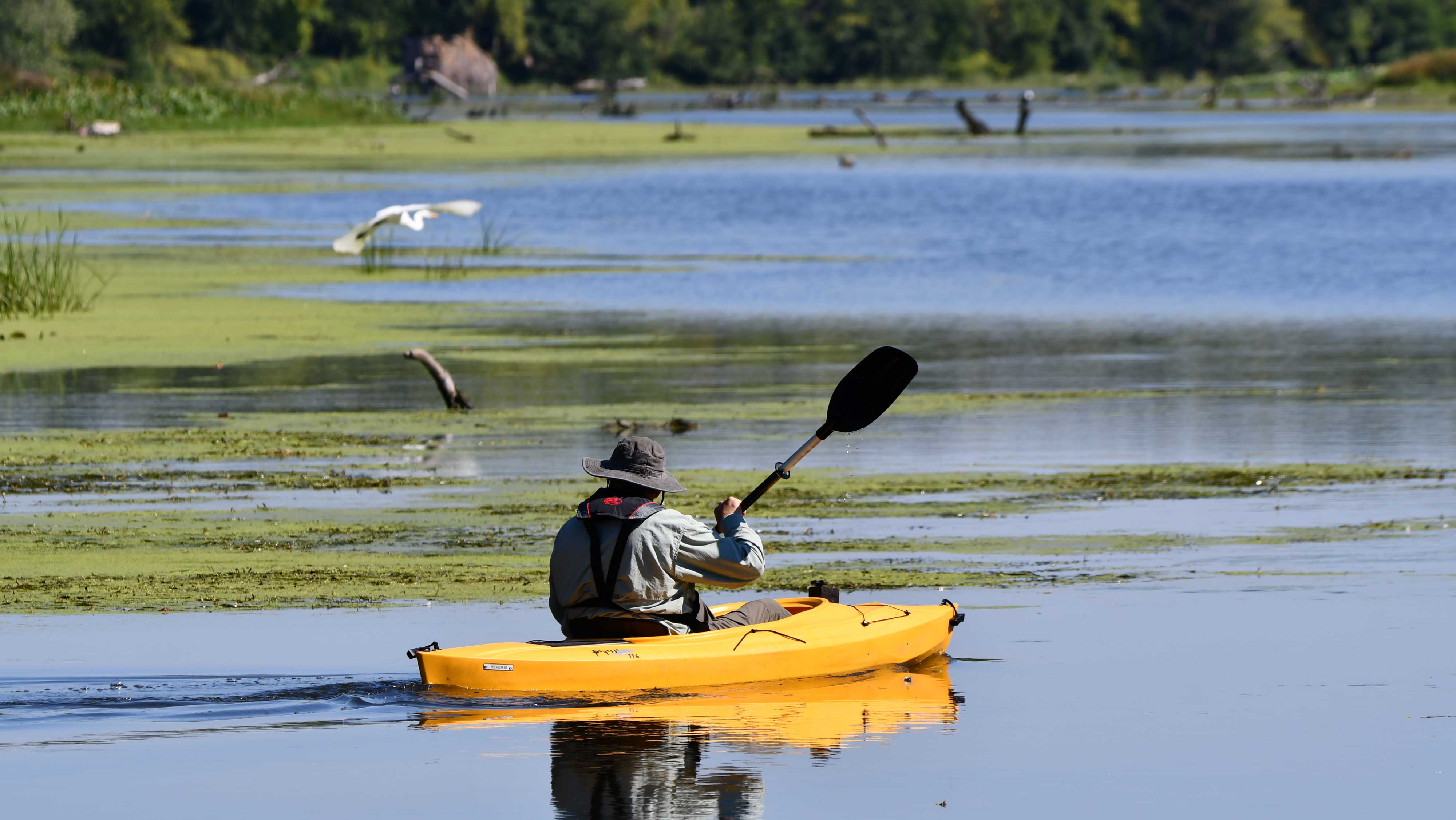 A kayaker looking at a great egret in flight at McKinley Woods.