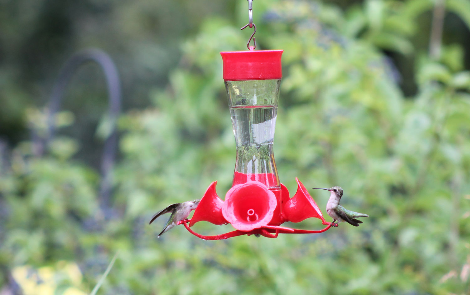 The Recipe For Success With Hummingbird Feeders Sugar And Water Forest Preserve District Of Will County